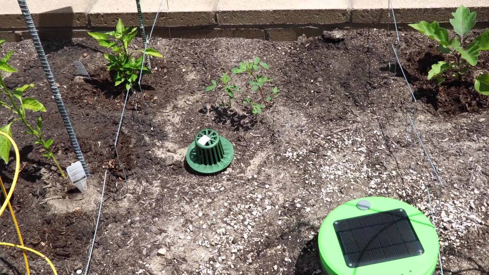 Tertill eliminating weeds with precision