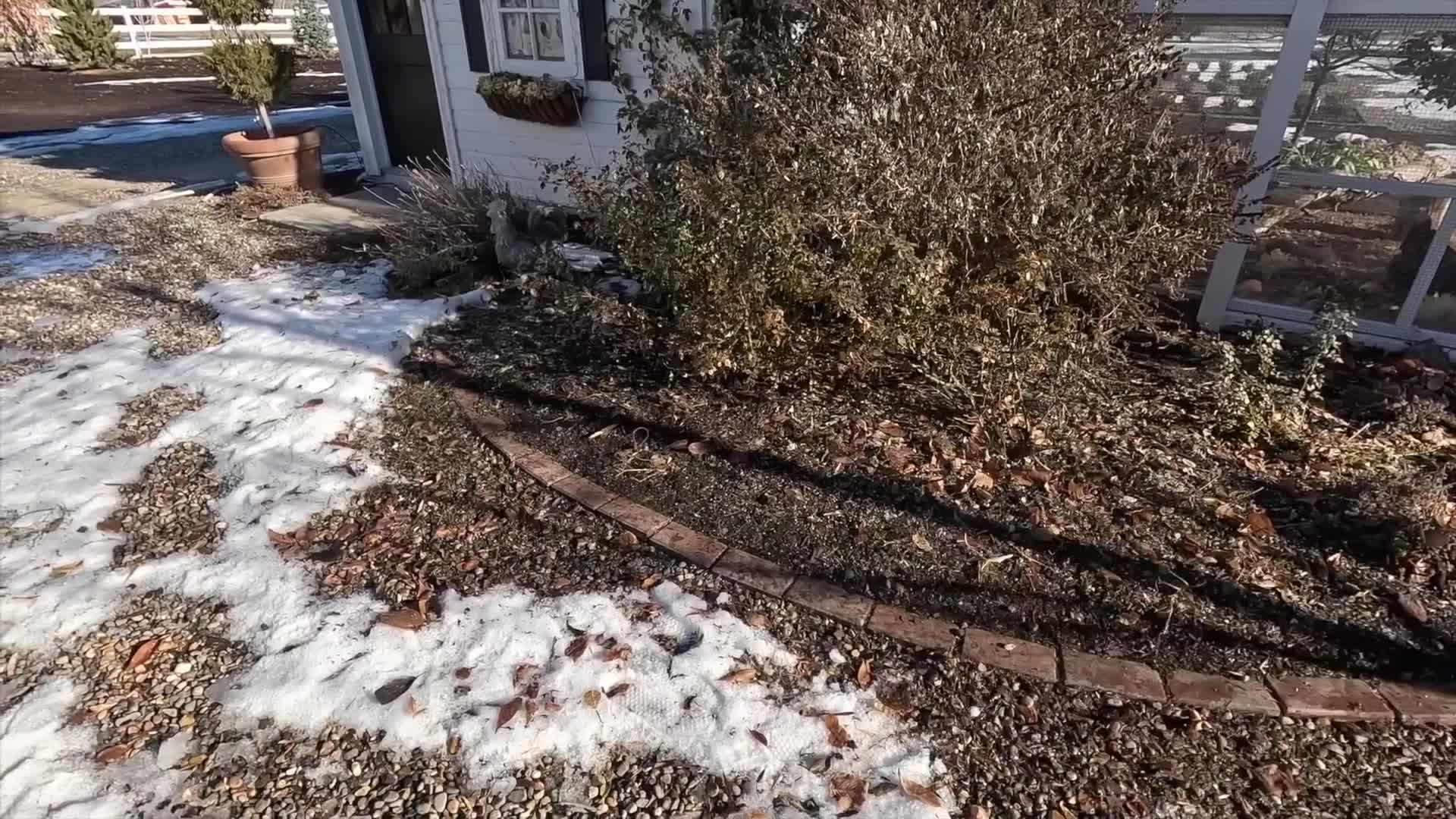 Garden Answer demonstrating how to cut annual plants with pruning shears