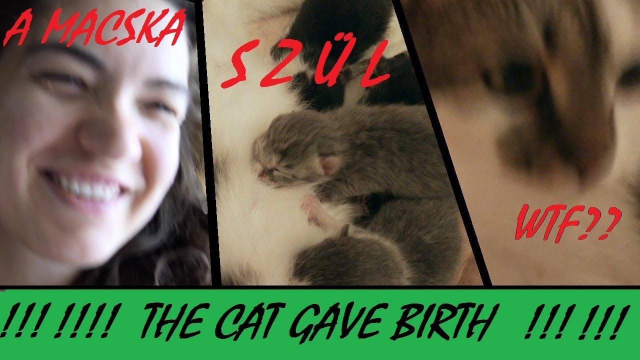 A Journey into the World of Animal Birth: Witness the Miracles of Life