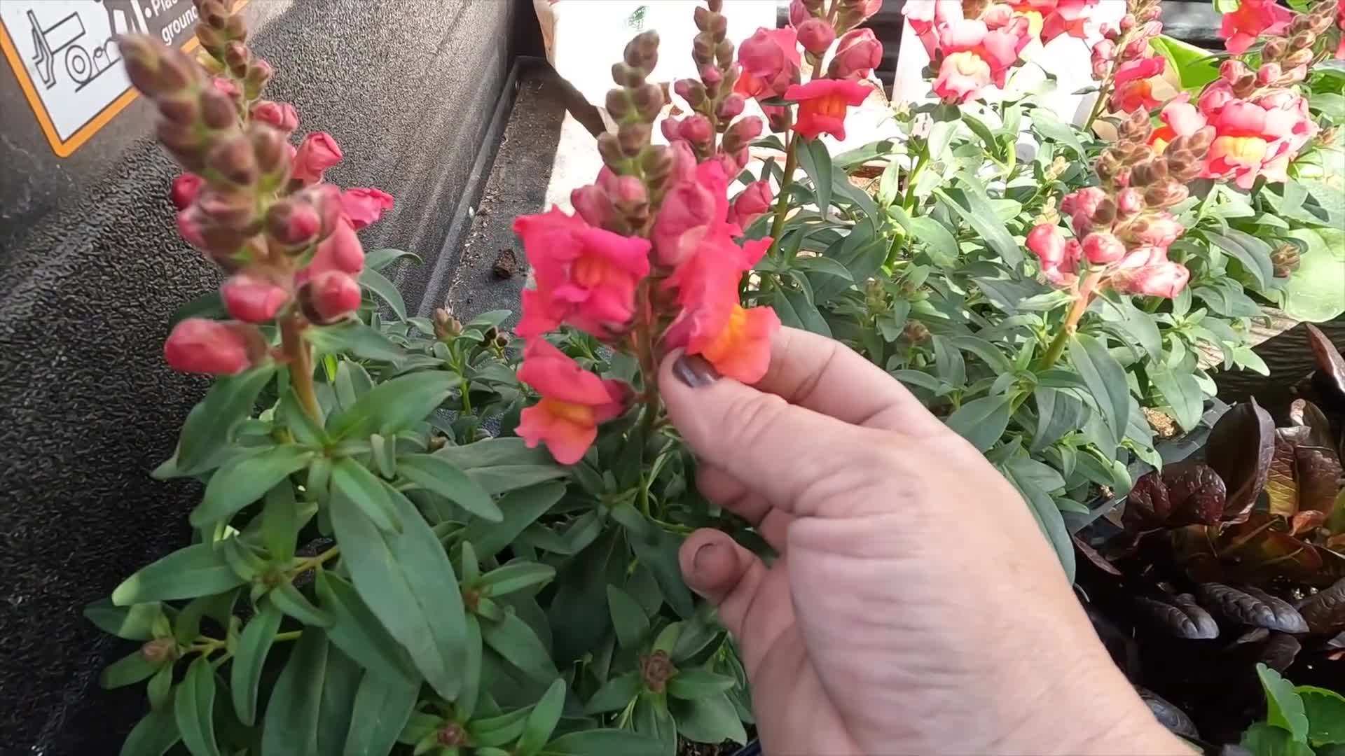 Adding Bio-tone Starter Plus to the soil for enhanced plant nutrition