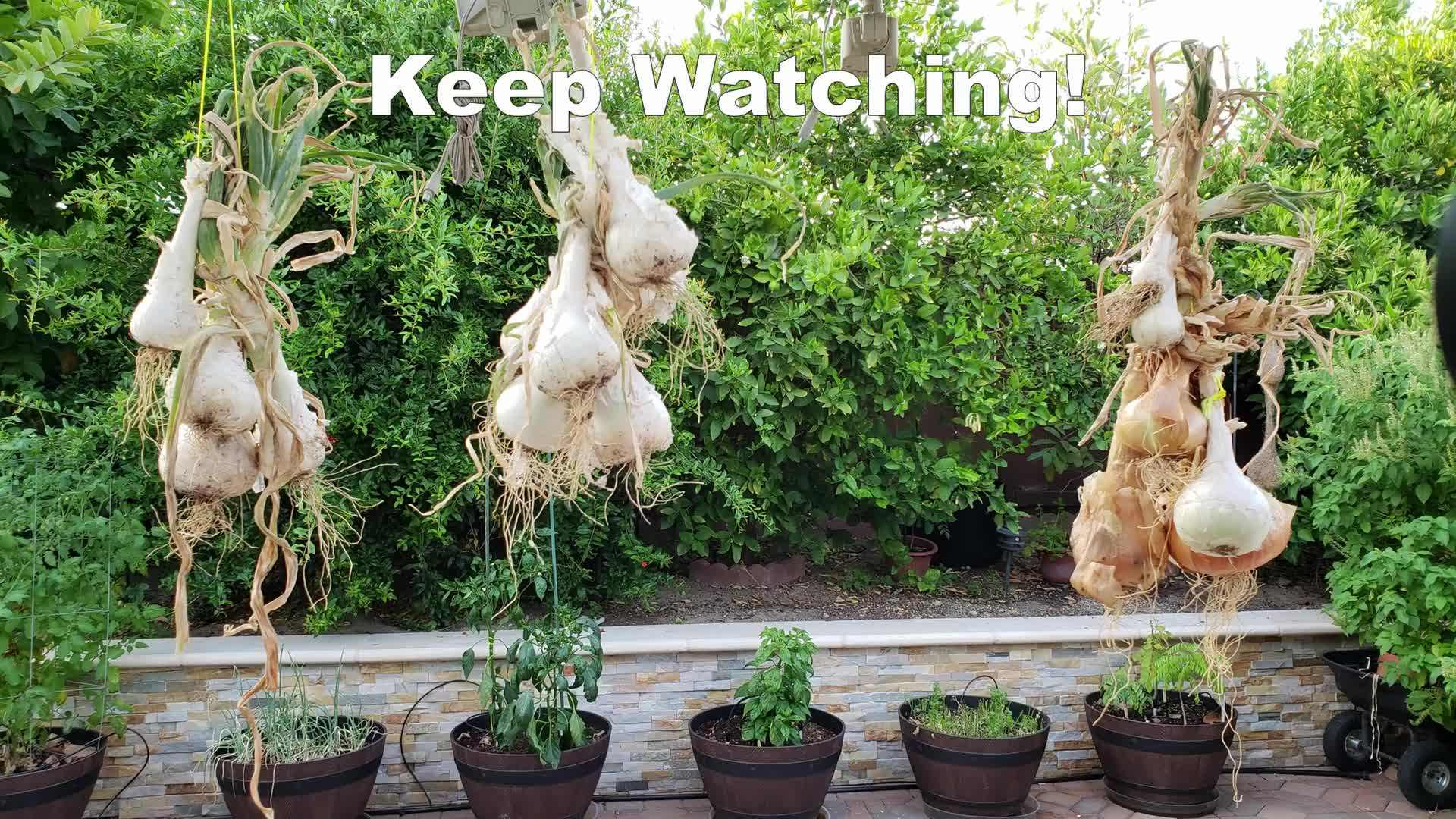 Illustration of applying fertilizer to onion plants