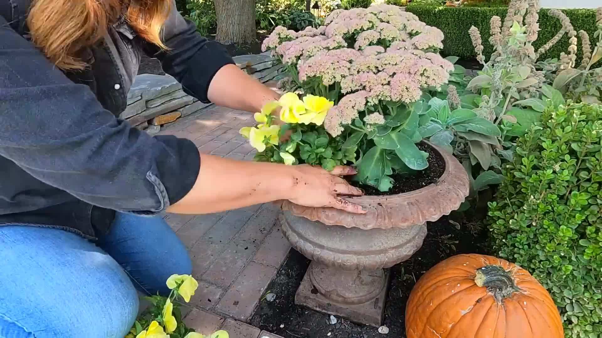 Close-up of Hellebores in a fall container