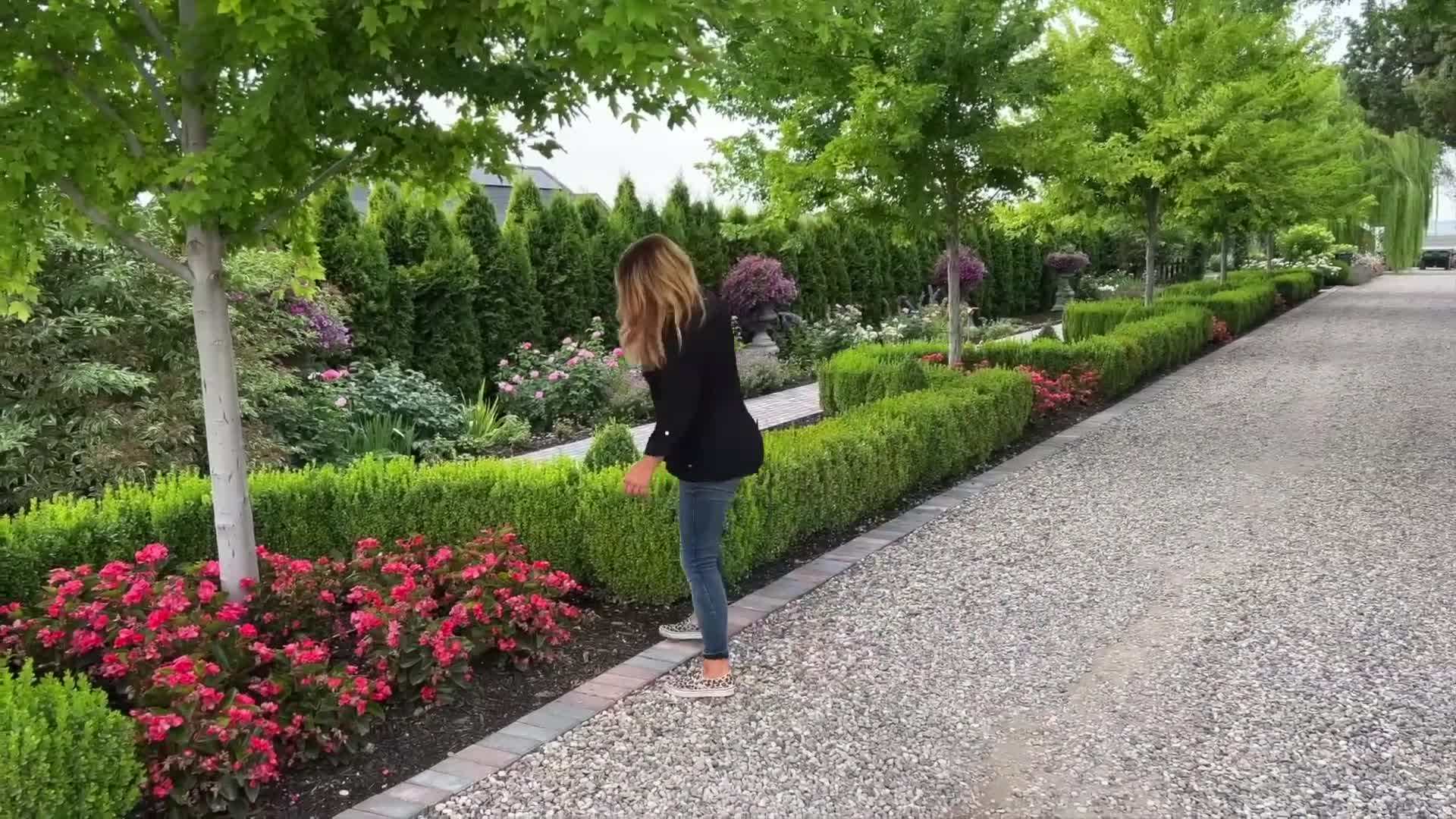 Supertunia Mini Vista Yellow in a flower bed