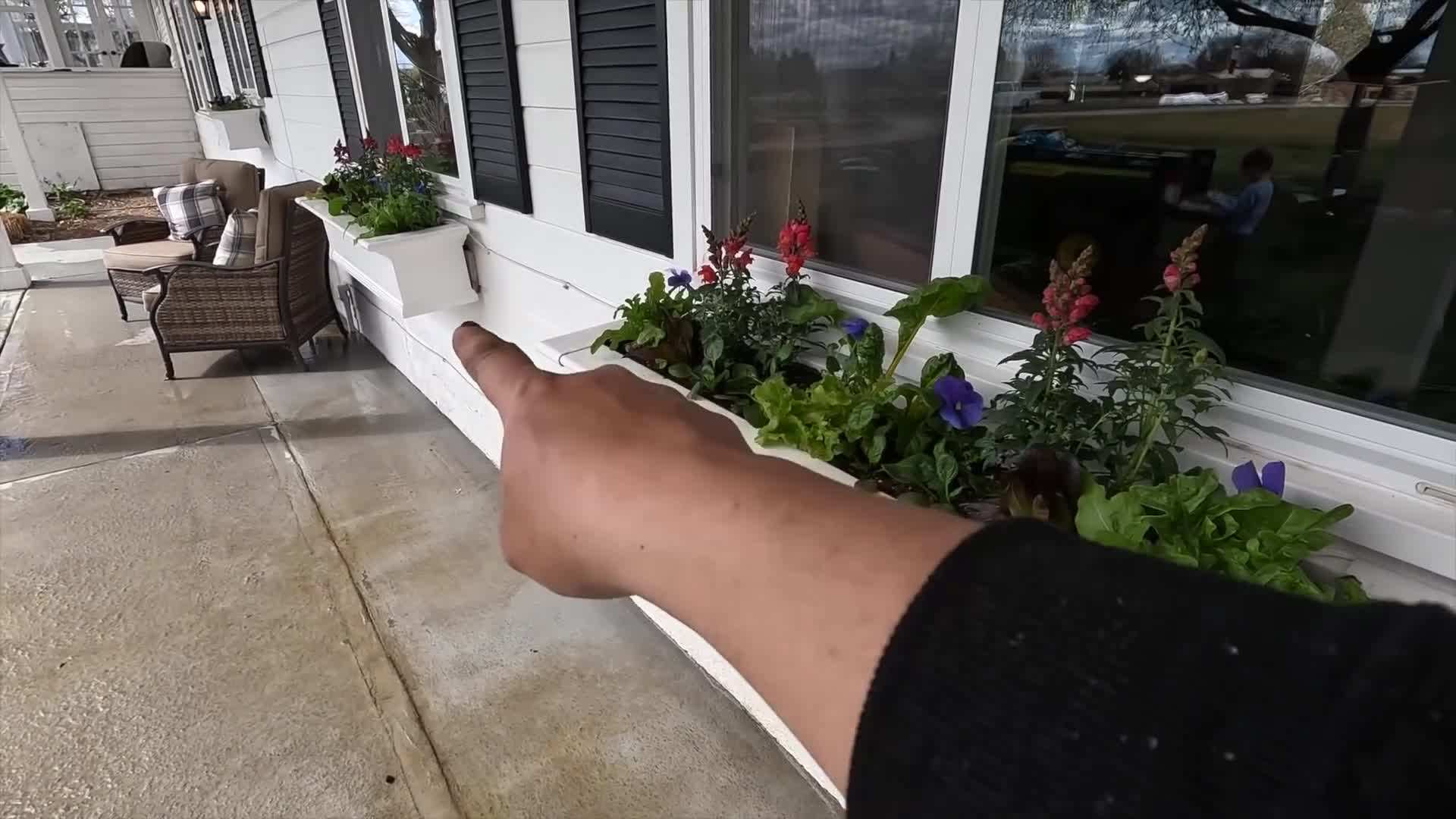 Examples of salad greens for planting in window boxes