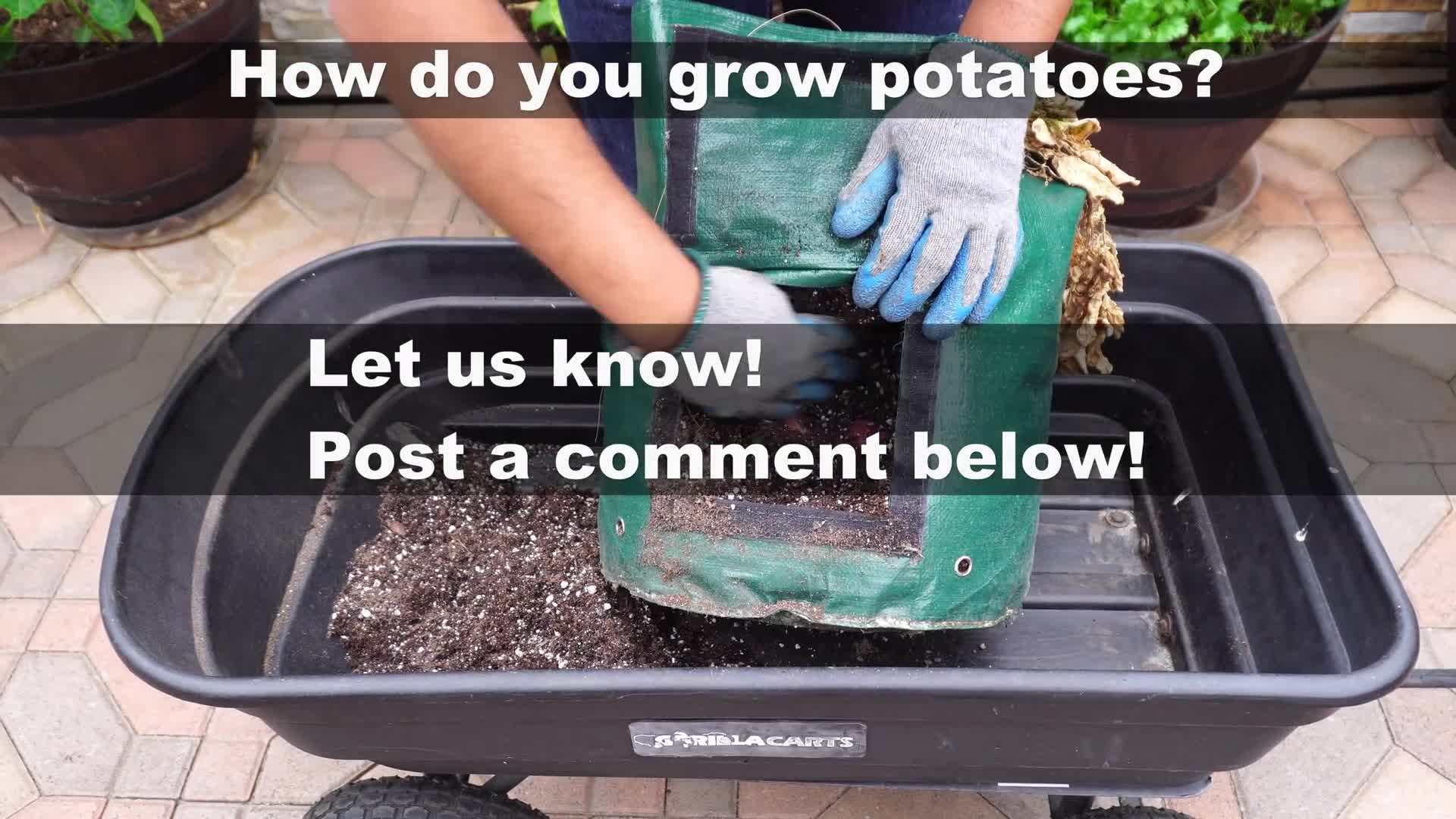 Maximizing space with vertical gardening