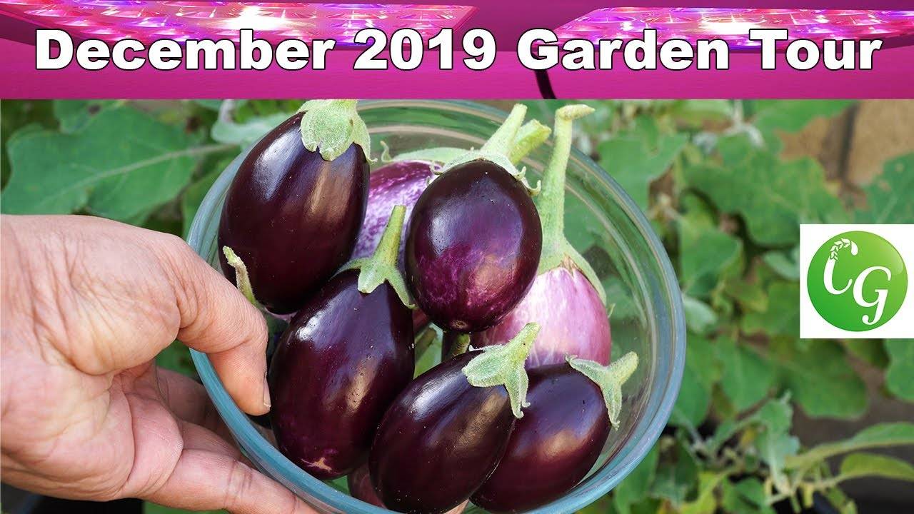 December 2019 Garden Tour of the California Garden in Irvine, California