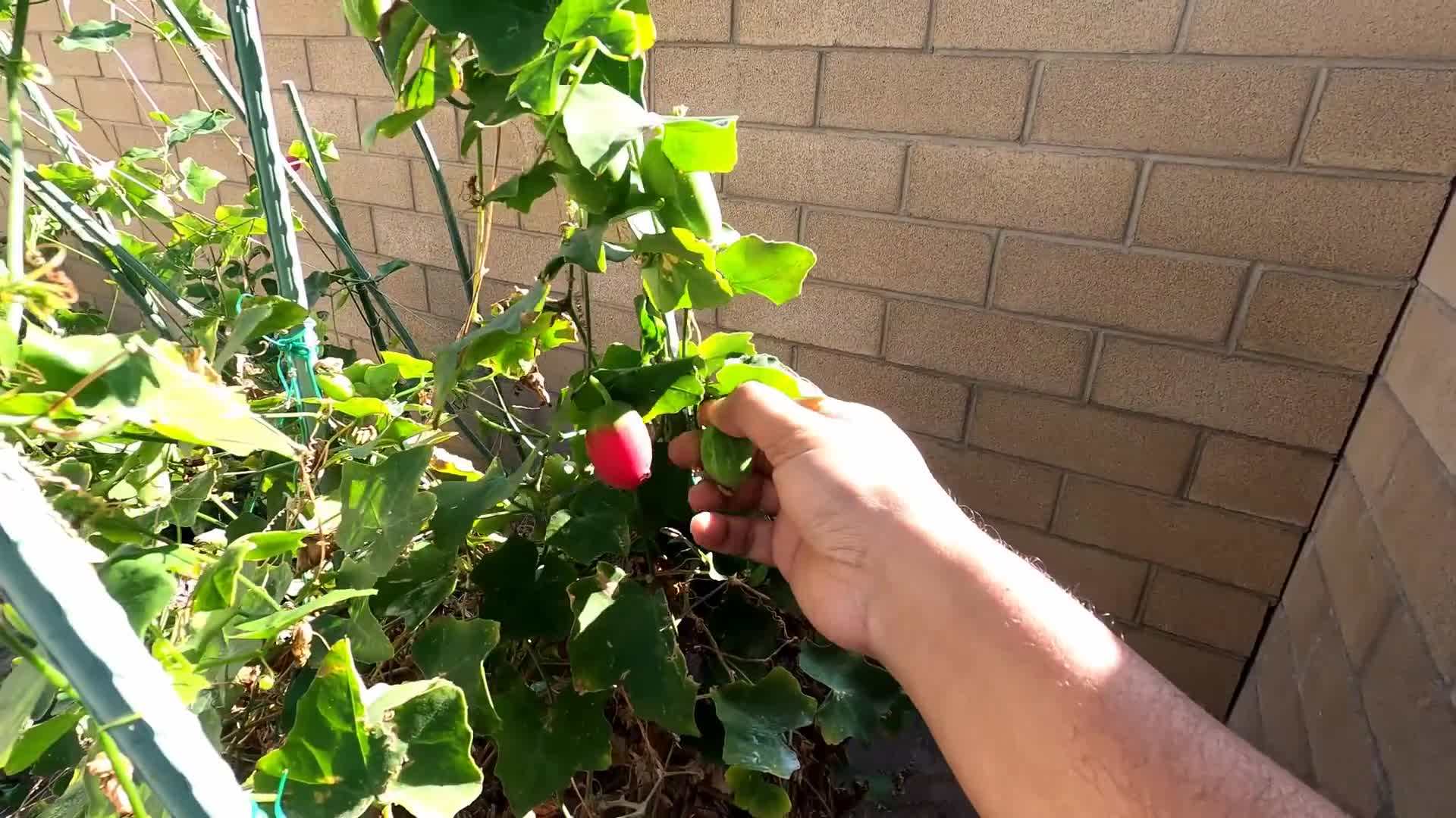 Healthy Homegrown Tomatoes