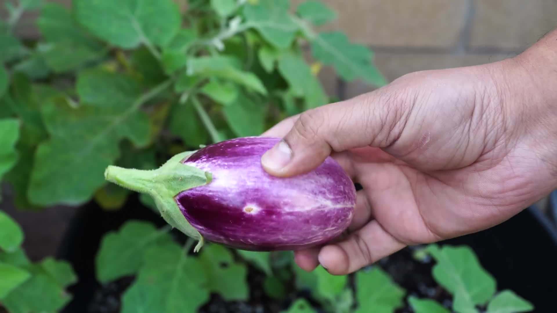 Colorful pansies adding beauty to the garden