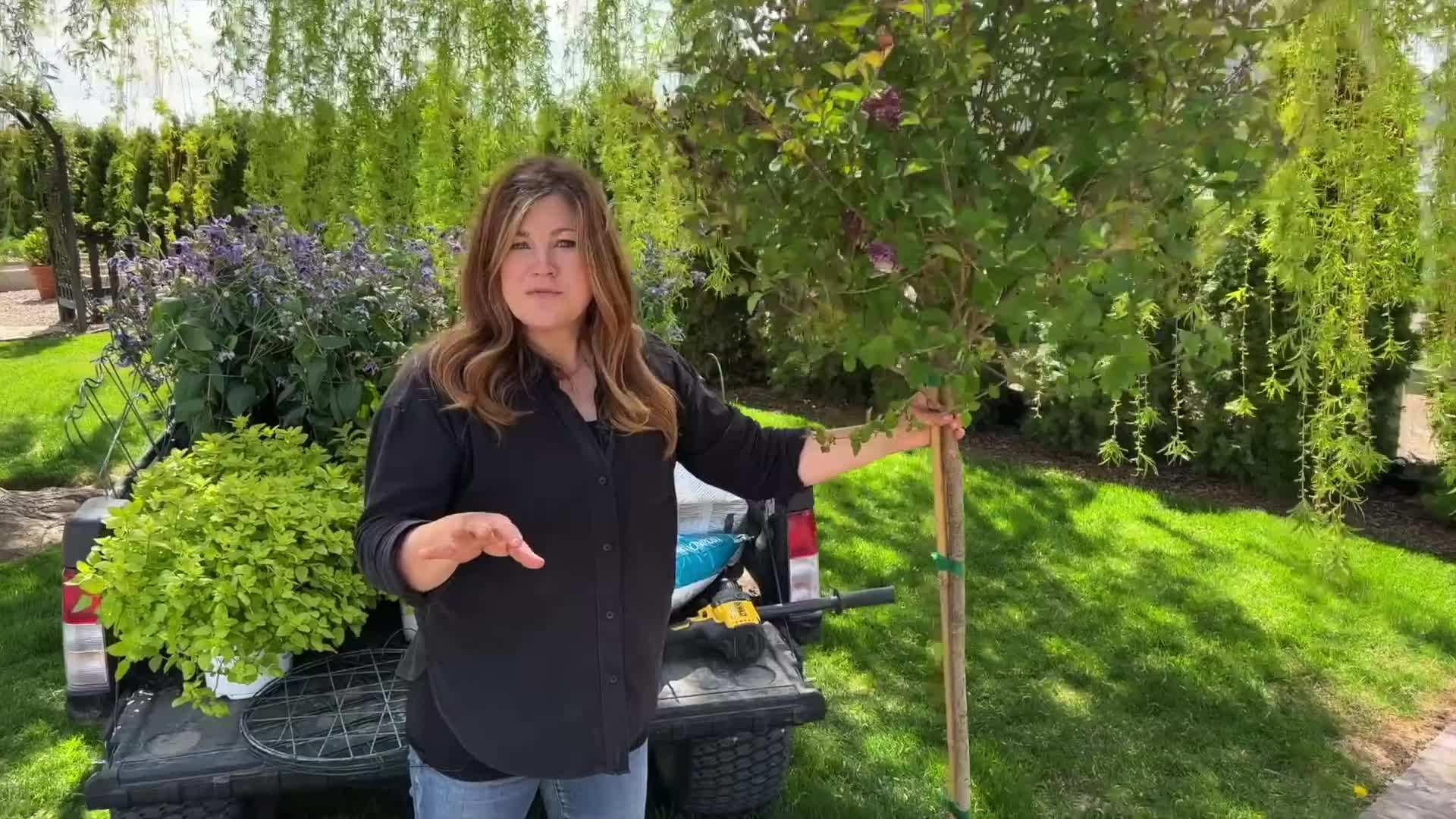 Planting the bush clematis