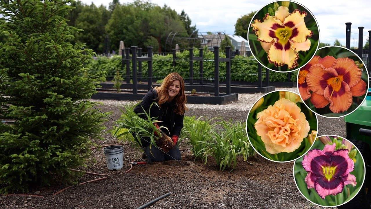 Planting 4 Varieties of Daylilies: Beautiful, Low Maintenance Perennials for Your Garden