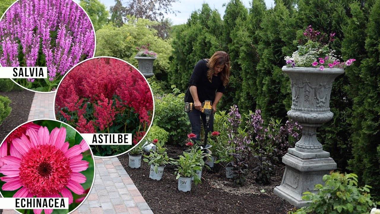 Planting 3 Pink Perennials in the Garden: Salvia, Astilbe & A New Echinacea