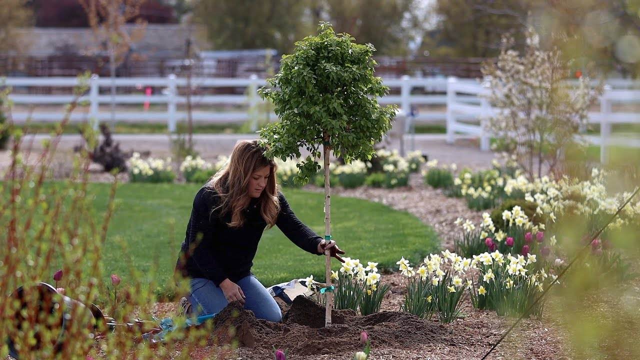 Planting Two Interesting Varieties of Birch Tree: A Step-by-Step Guide