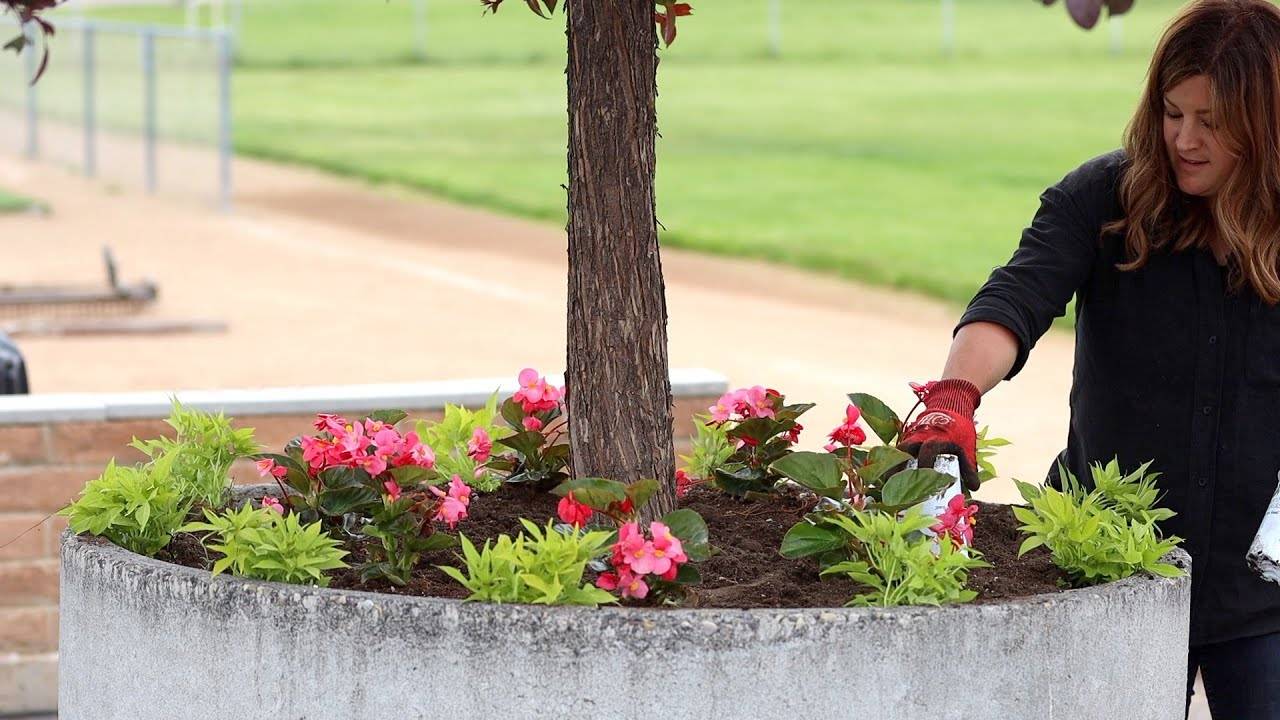 Planting Some Beautiful Annuals in Containers and the Landscape