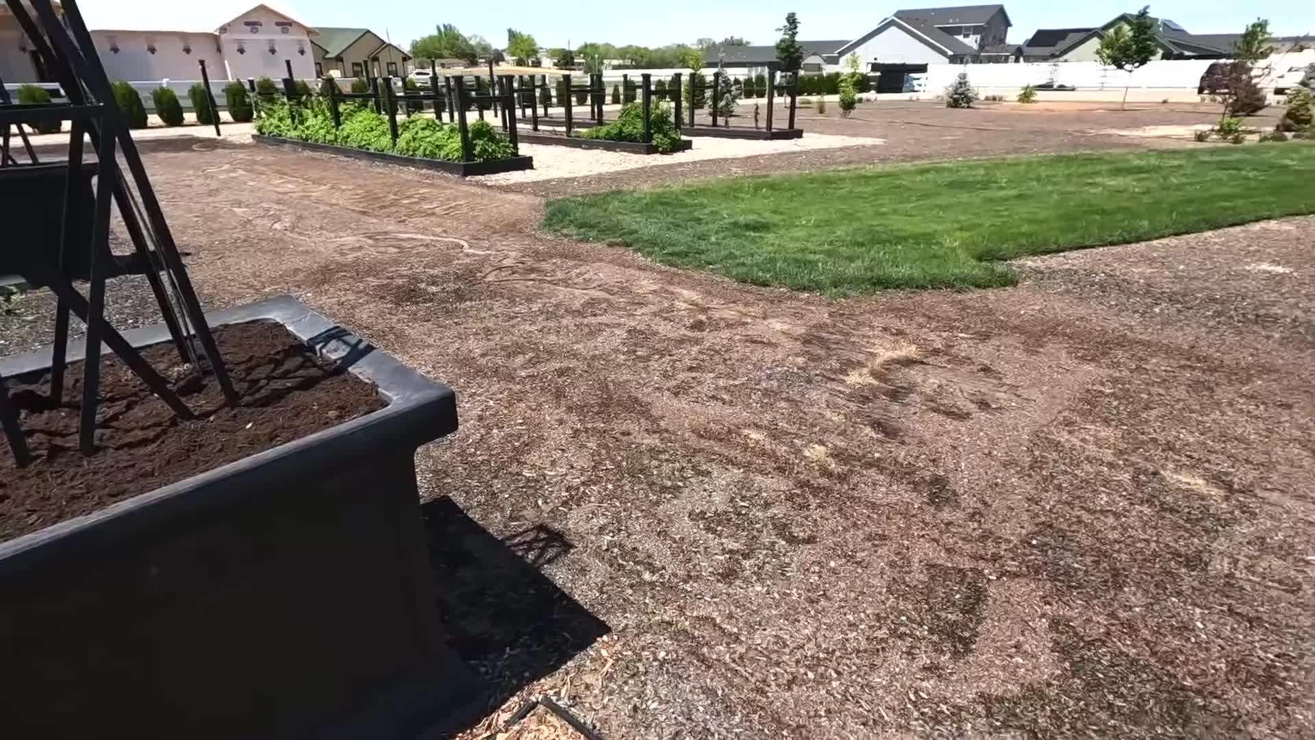 Stunning Blue Flowers of Rockin'® Playin' the Blues® Salvia