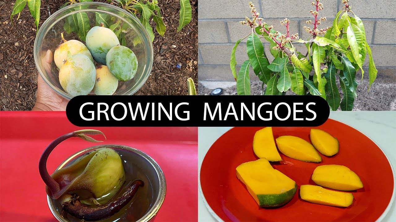 The Joy Of Growing Mangoes - How To Grow Mango Trees