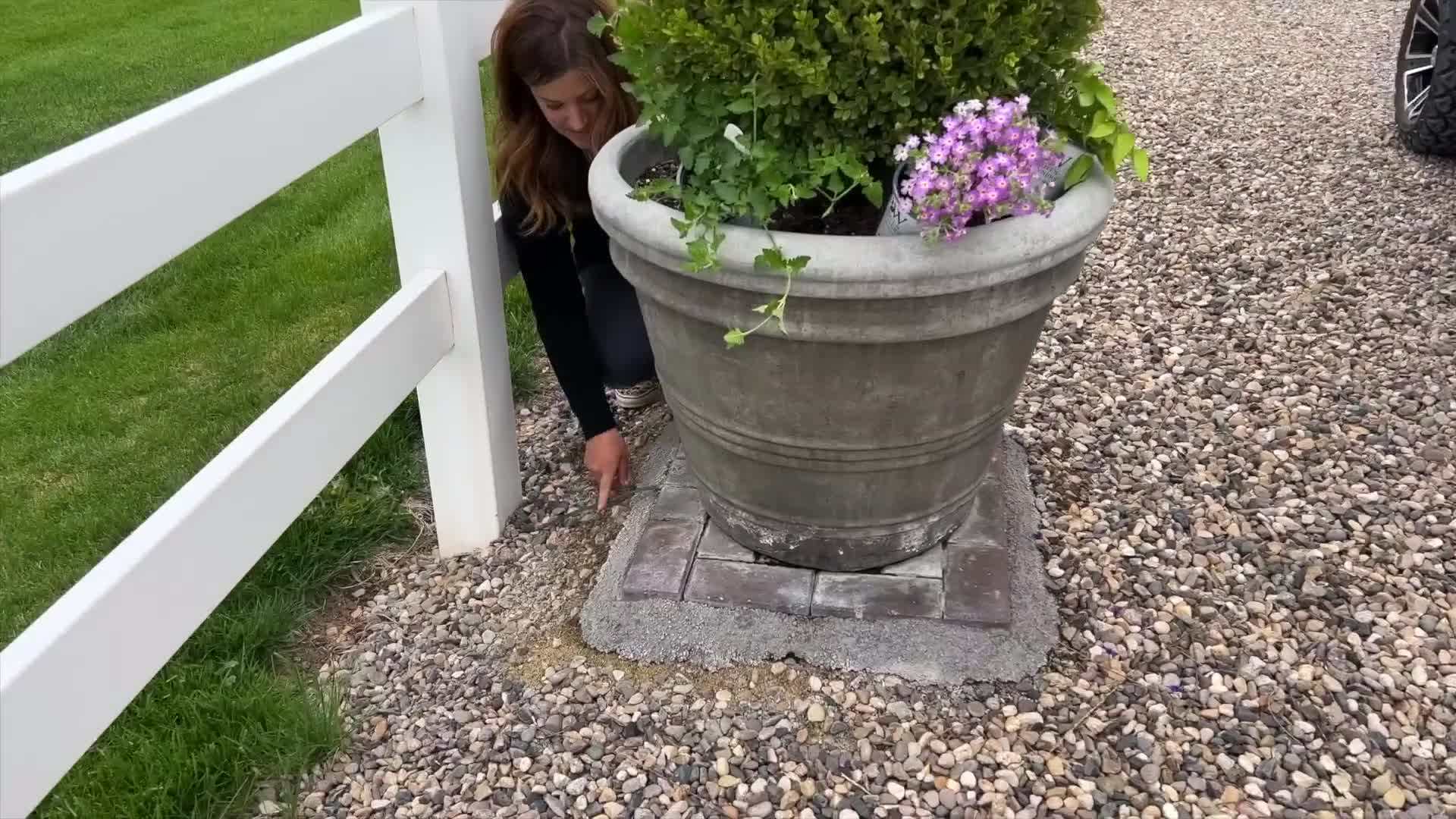 Sweet Caroline Sweetheart Lime Sweet Potato Vine