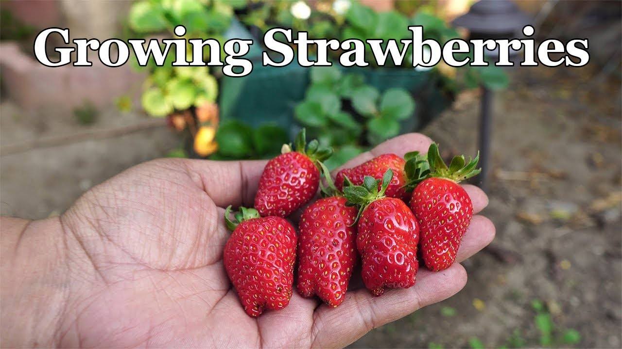Growing Lots of Strawberries in Strawberry Grow Bags: A Simple Guide