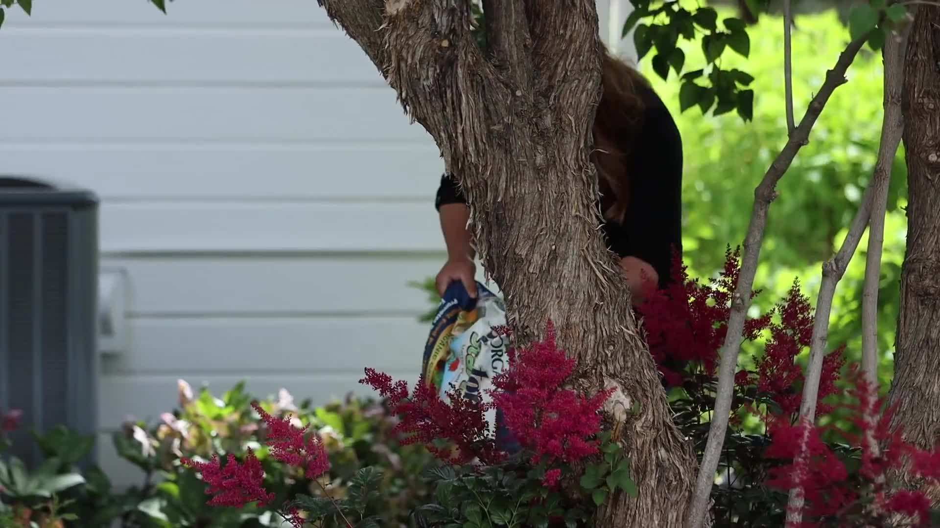 Watering Astilbe after Planting