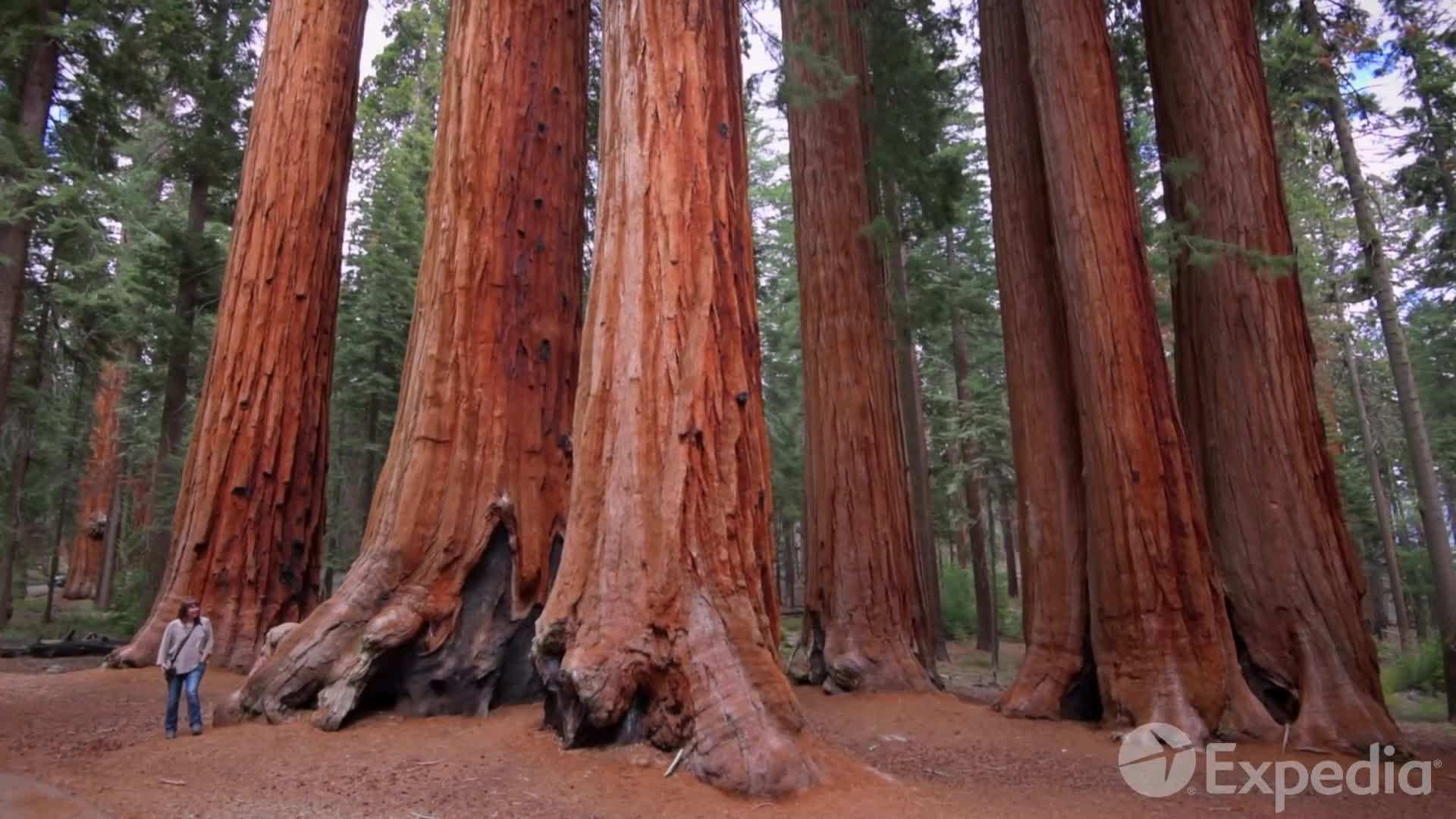 Giant Forest - Home to the largest and oldest sequoias