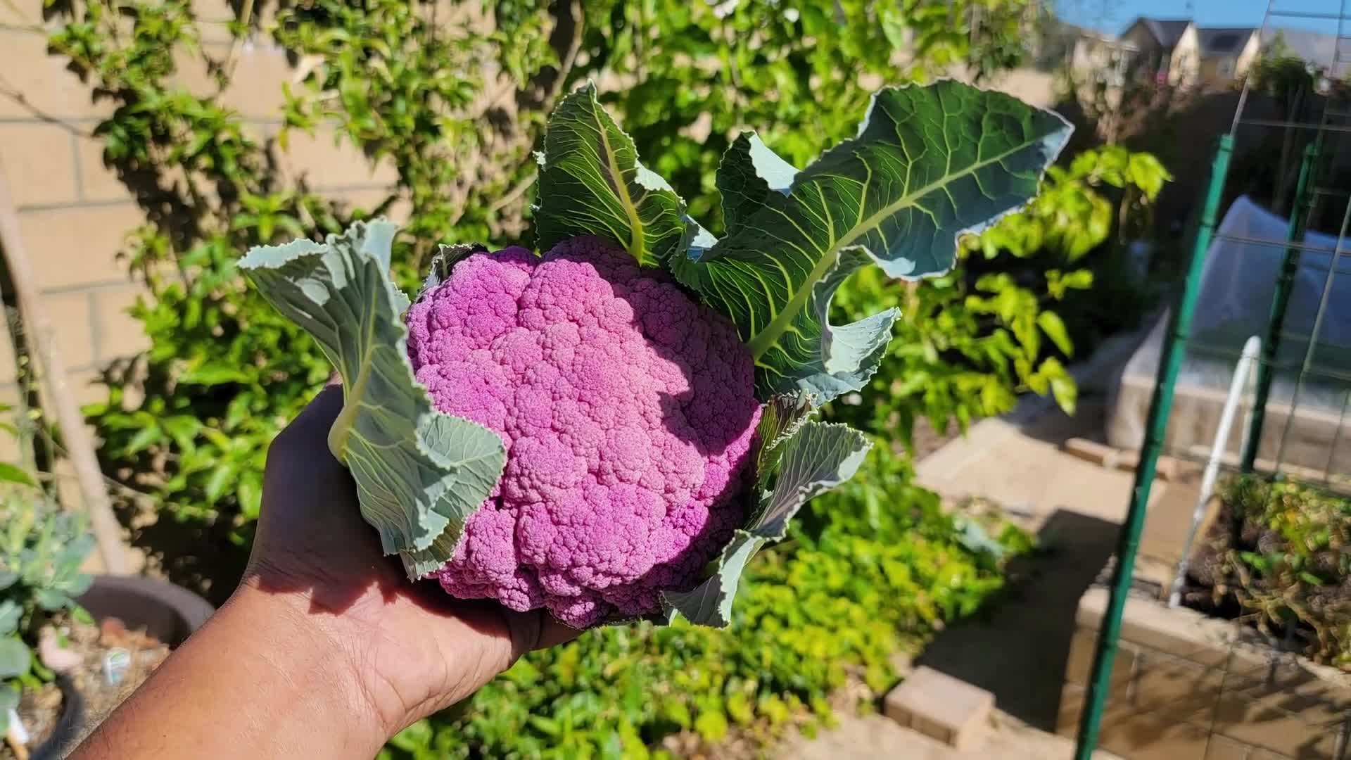 Transplanting cauliflower seedlings