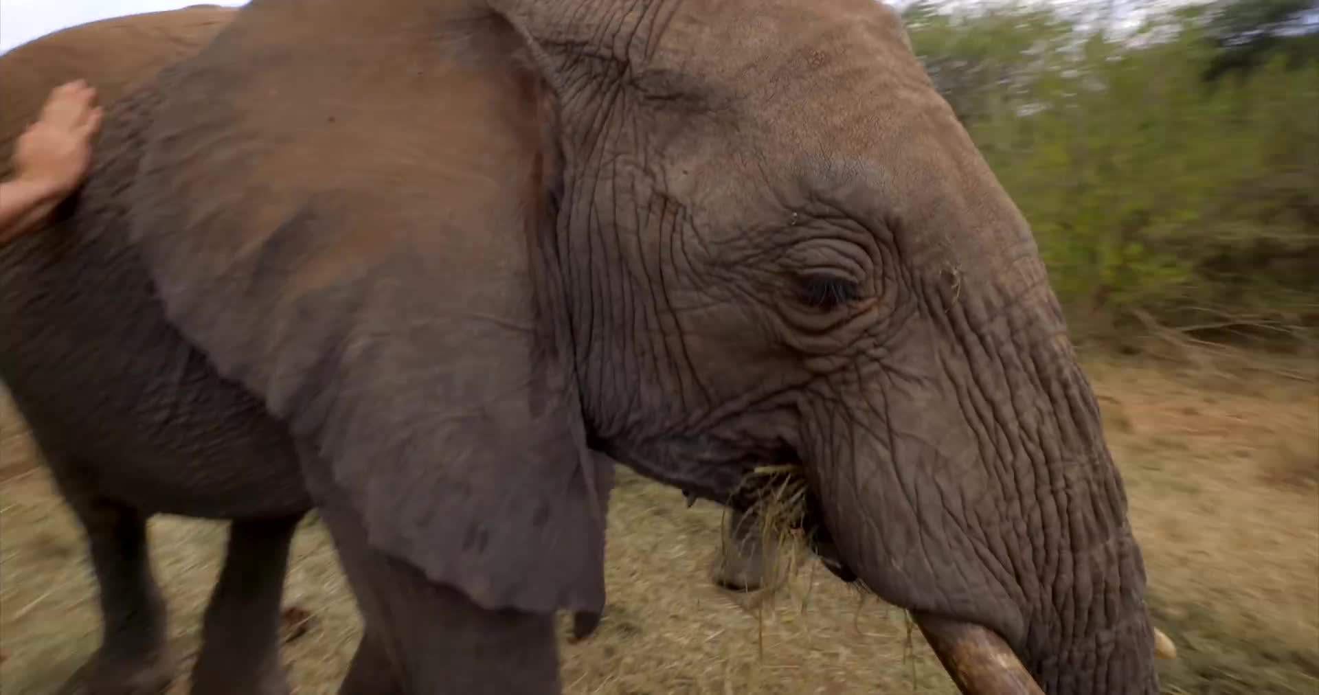 Interacting with a baby elephant at the Sheldrick Wildlife Trust