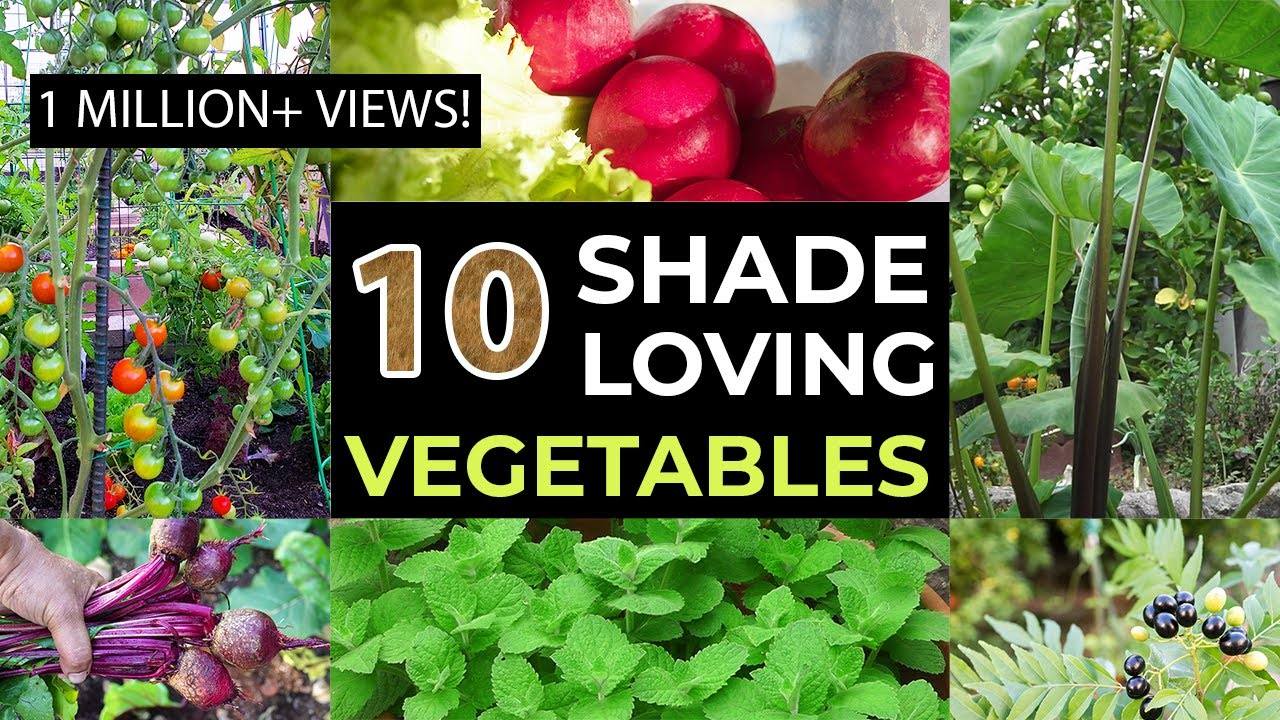 Top 10 Shade Loving Vegetables - The Best Veggies To Grow In Shade