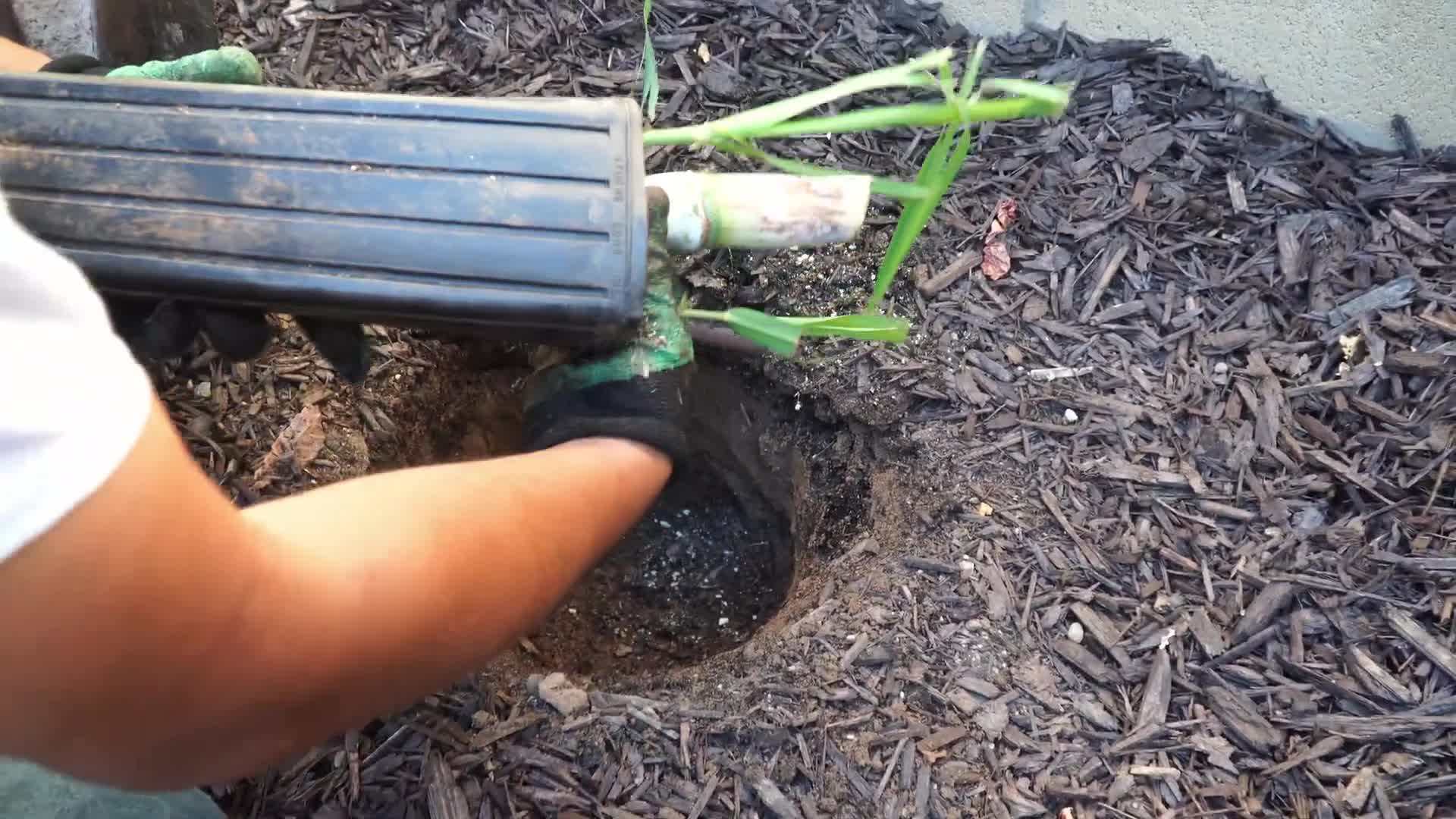 Inspecting sugarcane stalks for quality