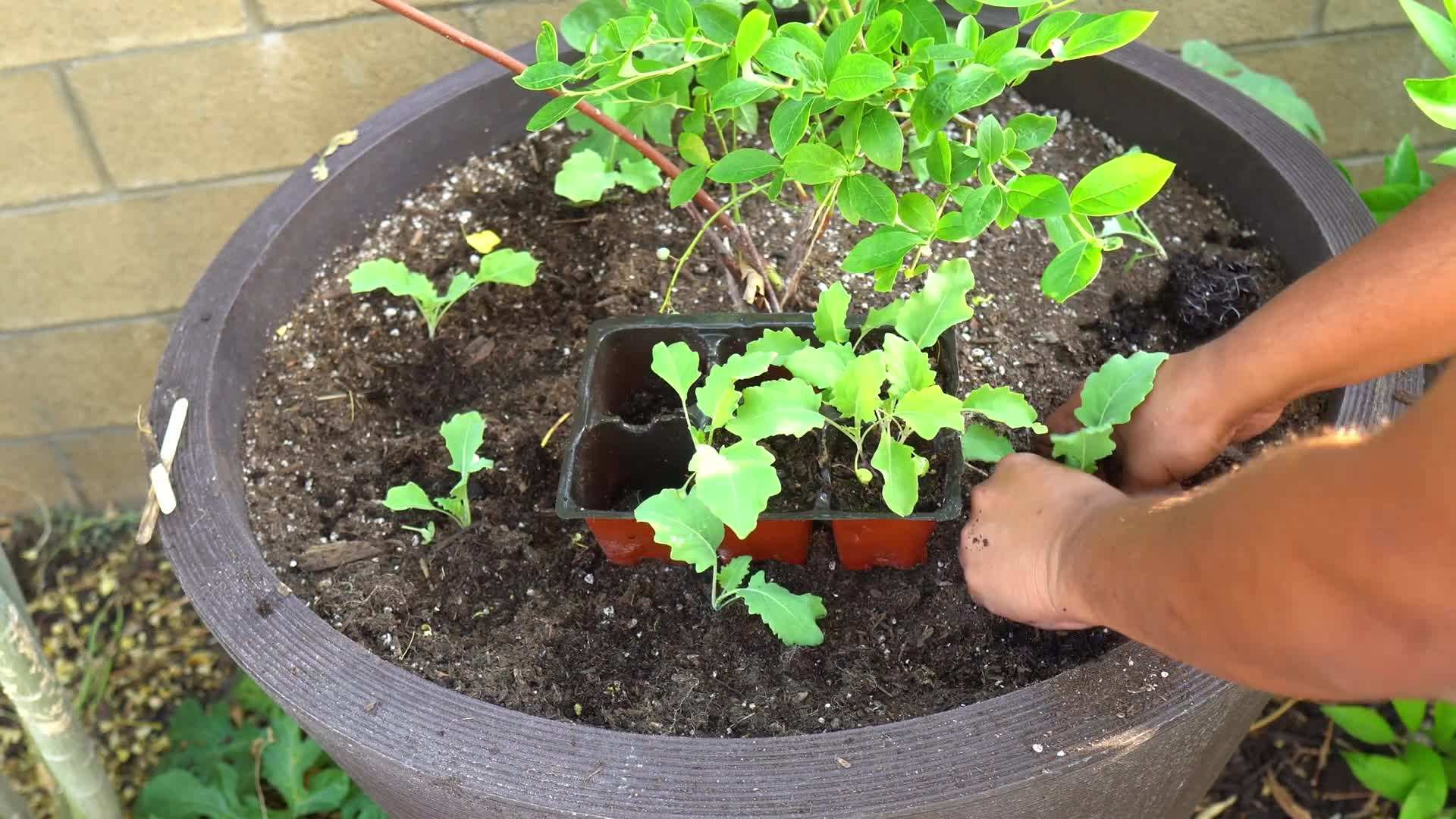 Spaced out kohlrabi plants