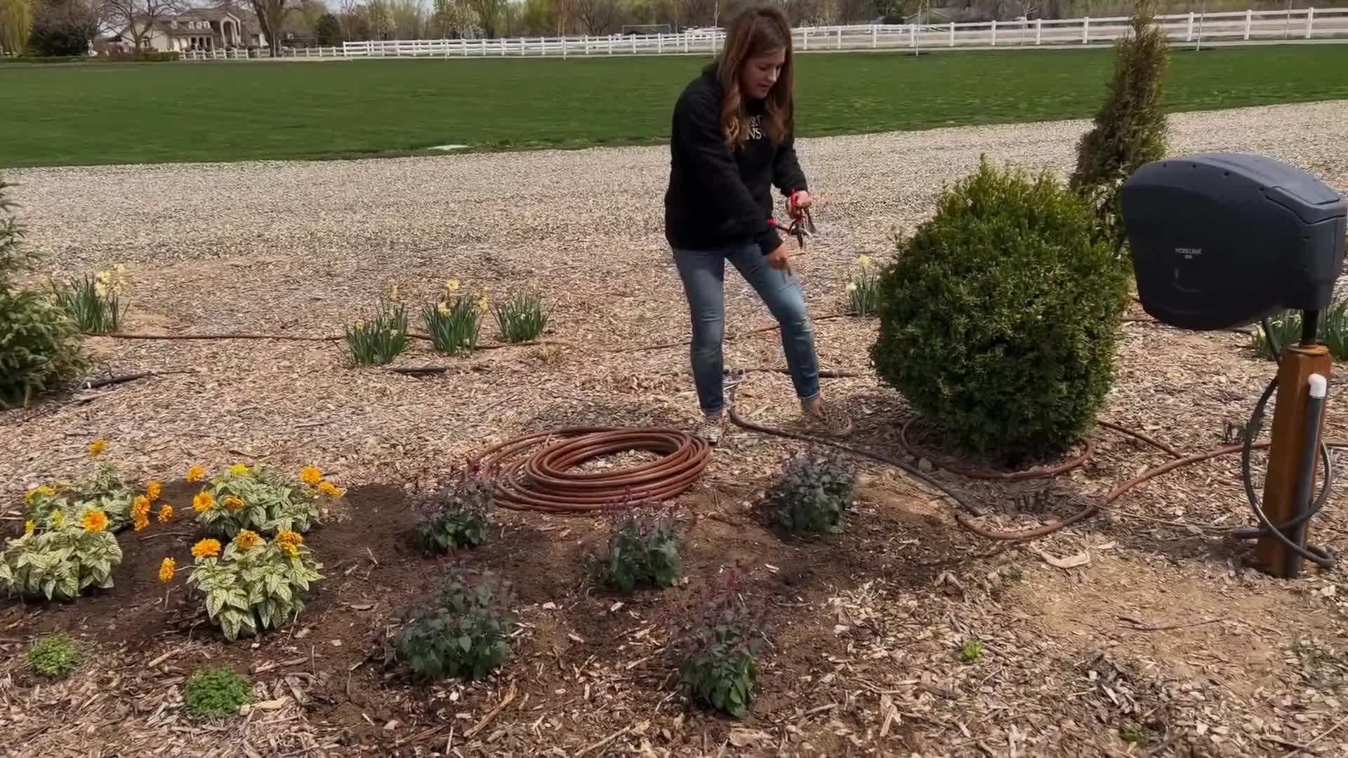 Agastache Meant to Bee™ Royal Raspberry in a Garden Setting