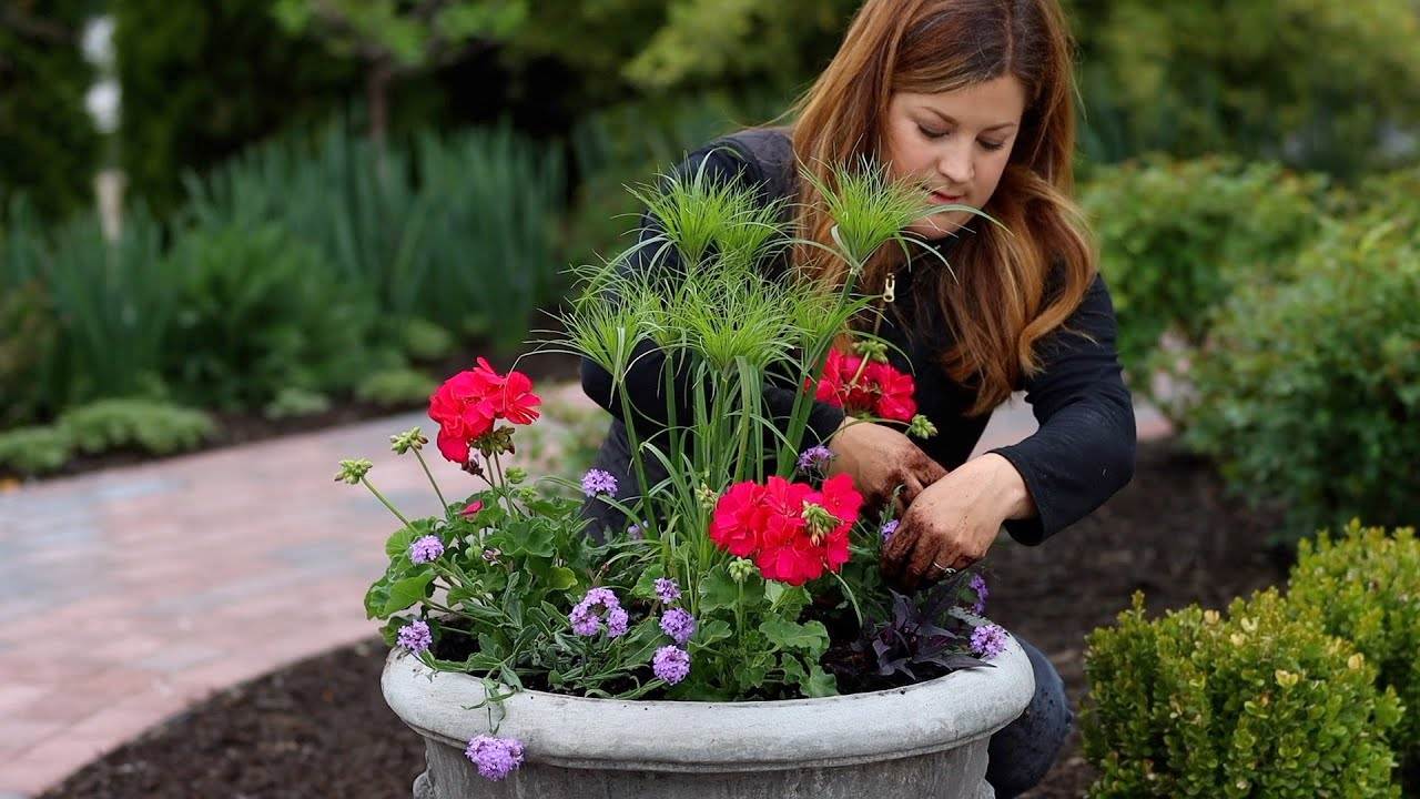 Planting Full Sun Summer Containers: A Guide by Garden Answer