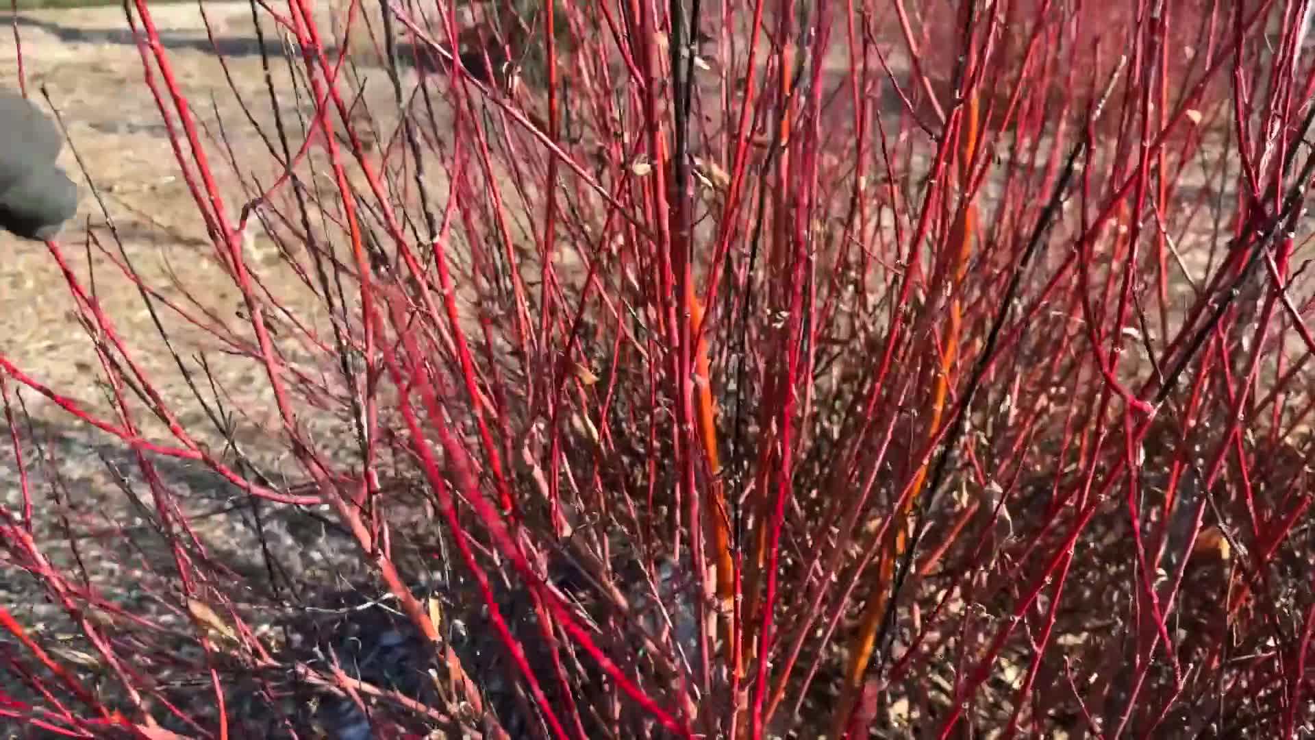 Tallest plants placed in the center for height