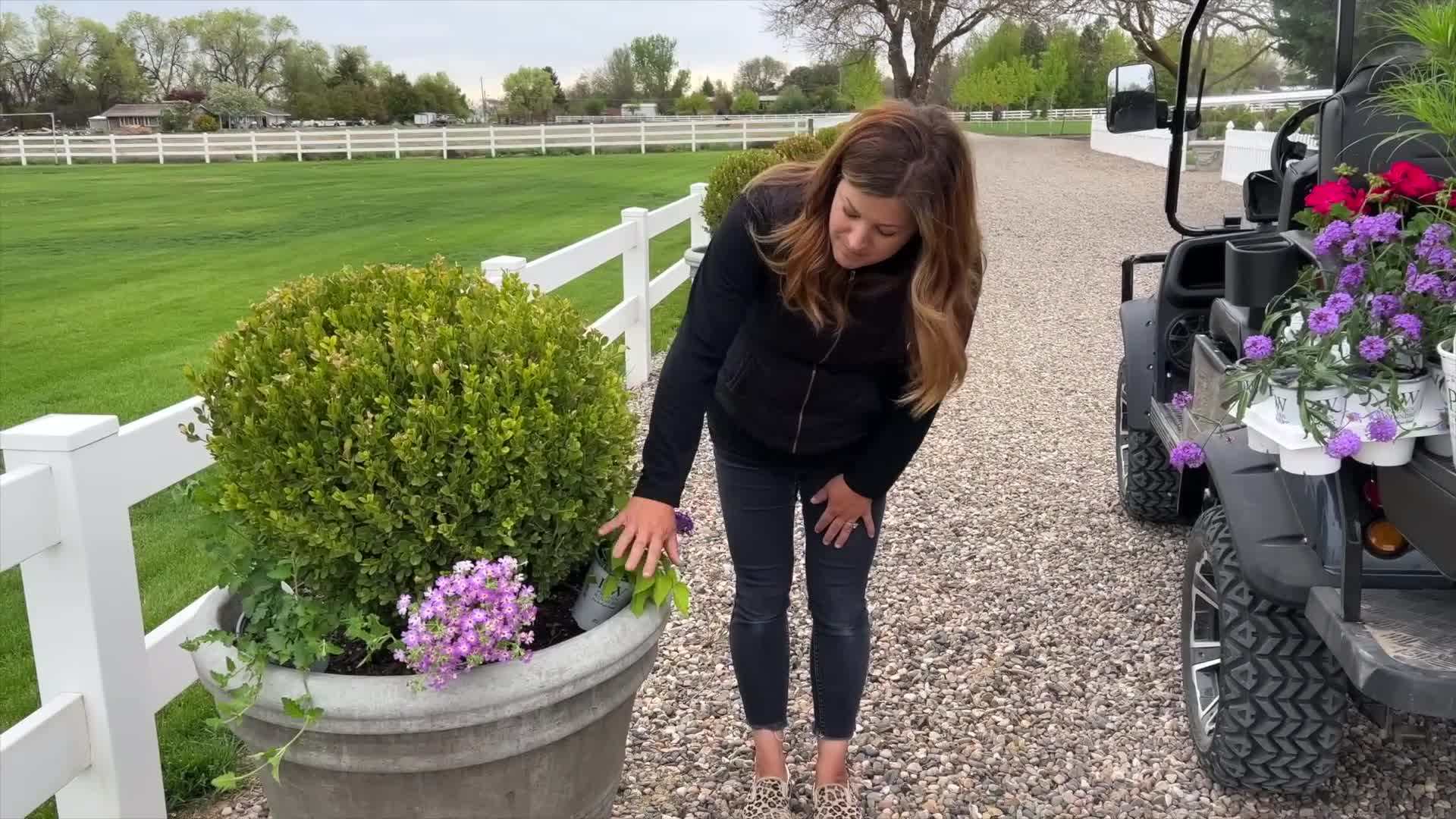 Safari™ Sky South African Phlox