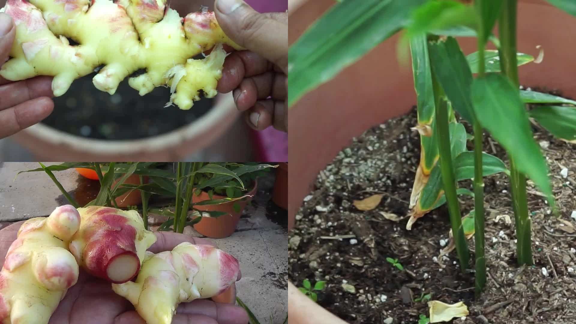 Turmeric ginger shots in shot glasses