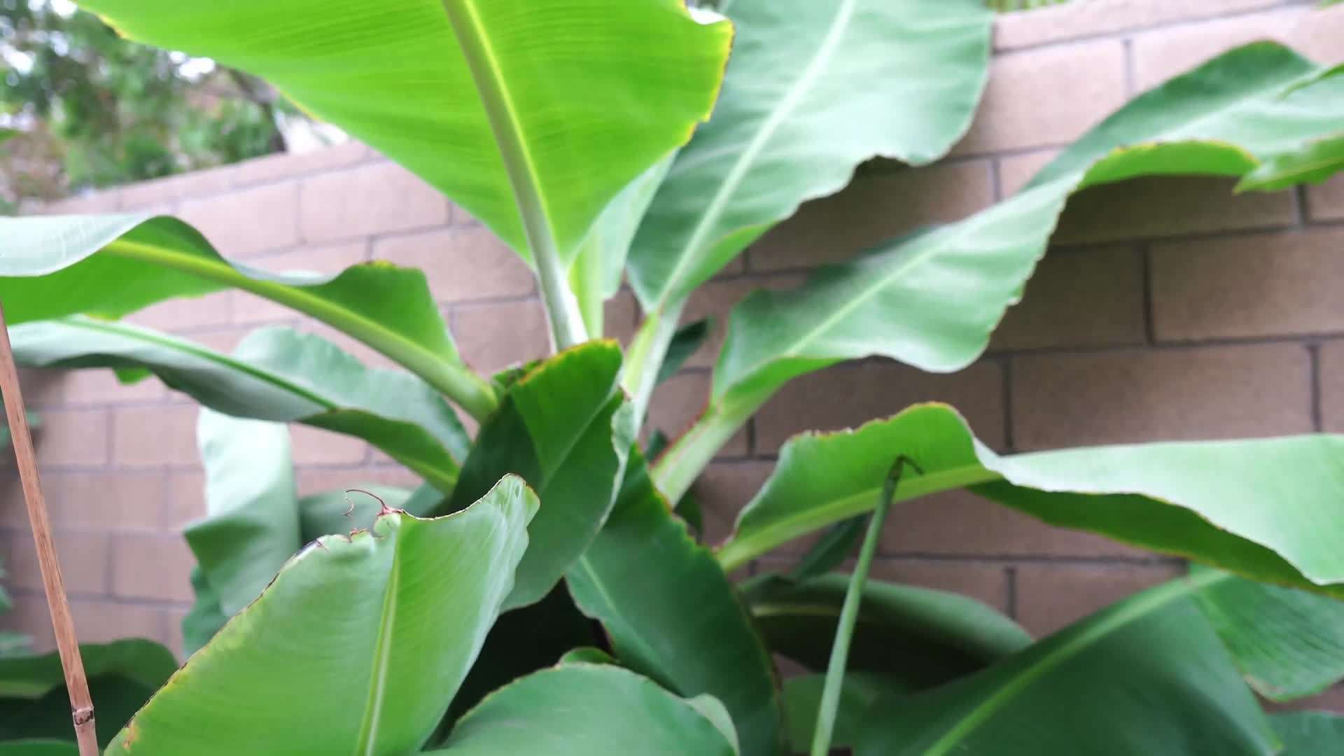 Illustration of a banana plant suited for colder climates