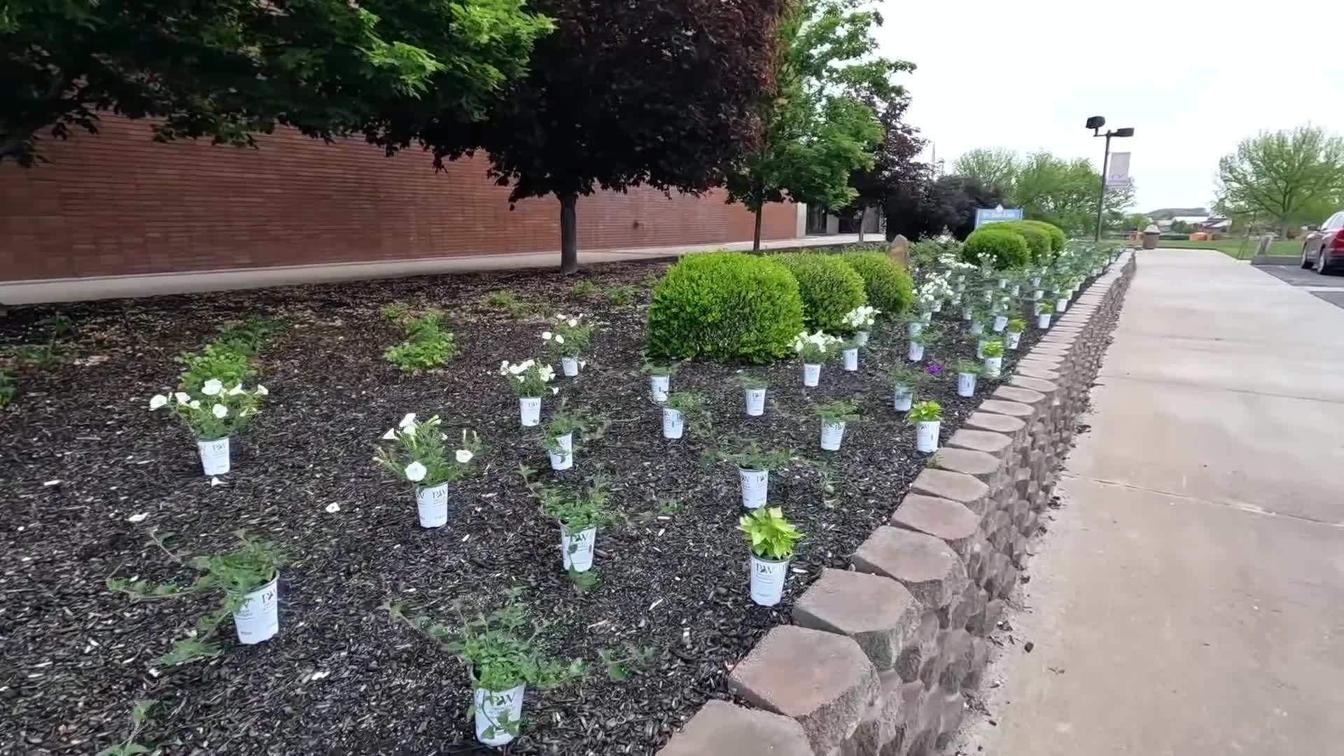 Mixed Annuals in Landscape