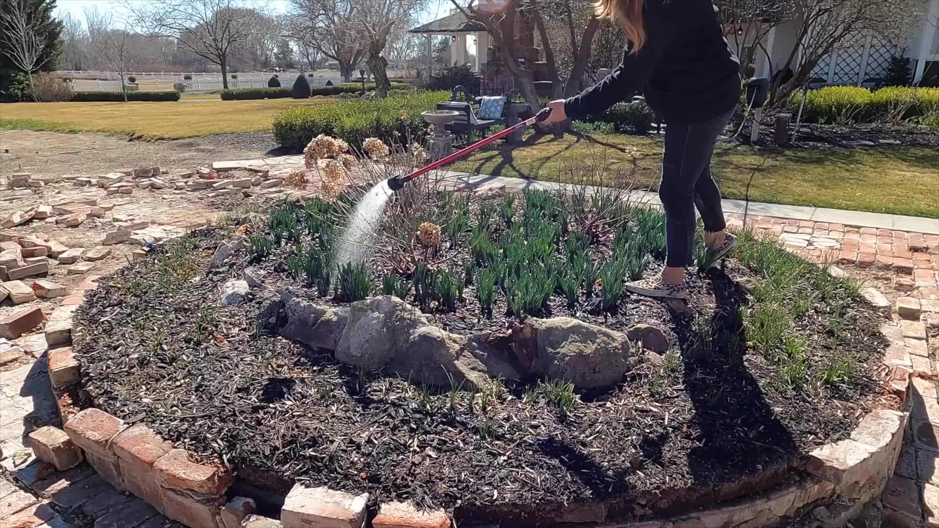 Planting daffodil bulbs in a pot