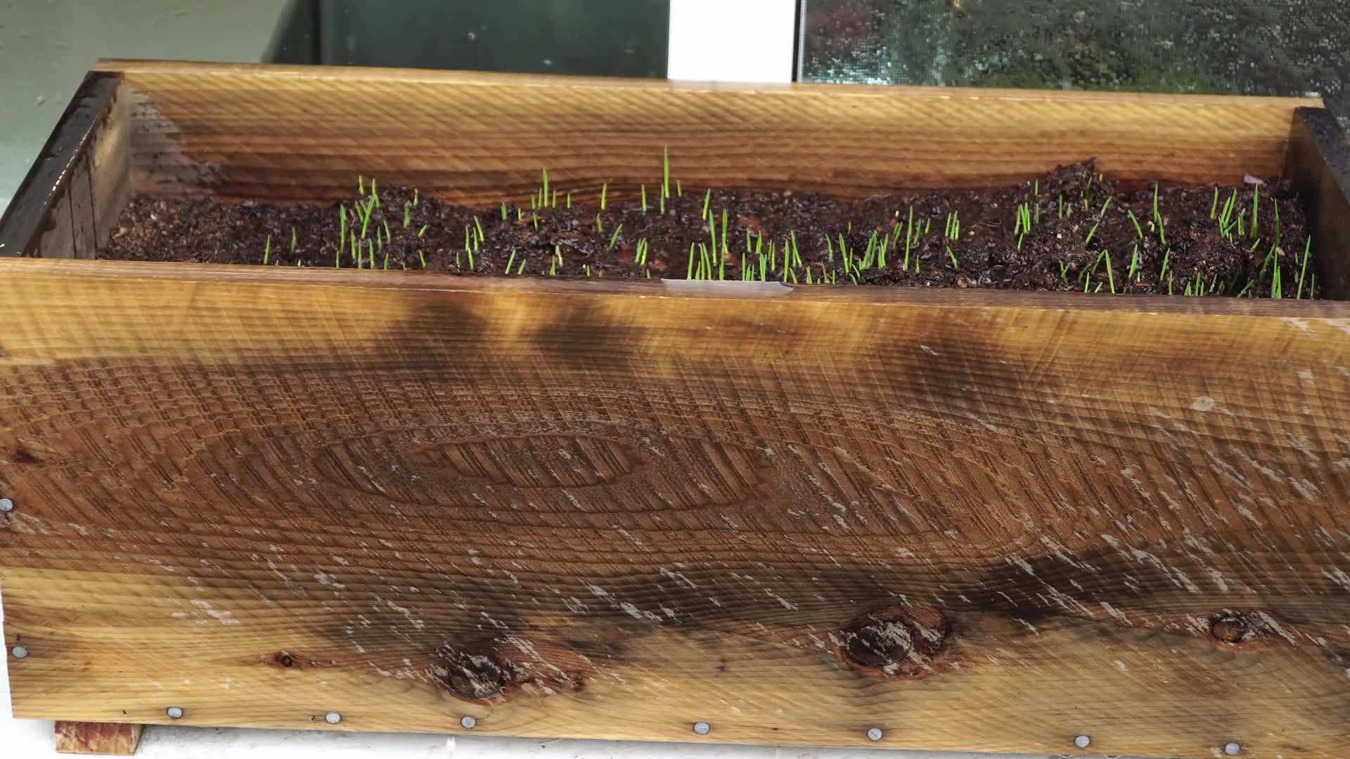 Wheatgrass Juice - A Powerhouse of Nutrients