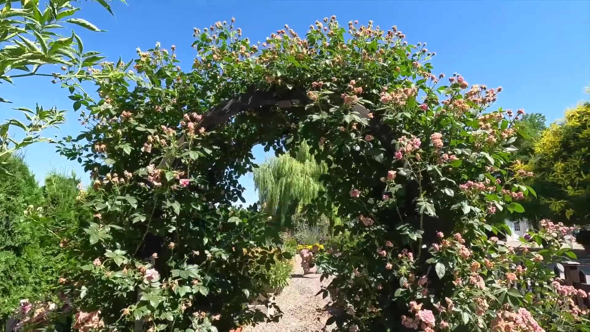 Pruning shears for climbing rose maintenance