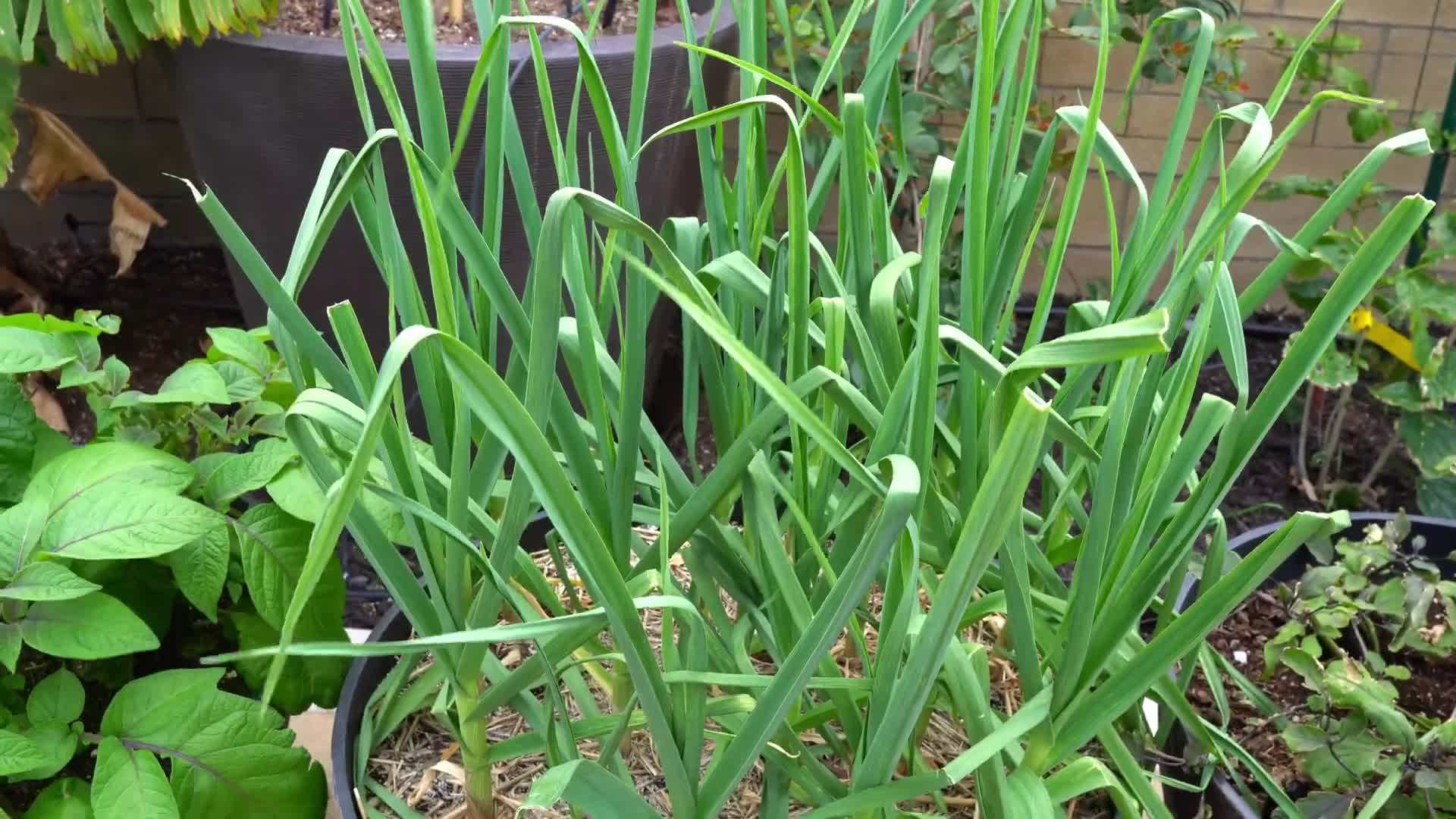 Adding organic compost to the soil
