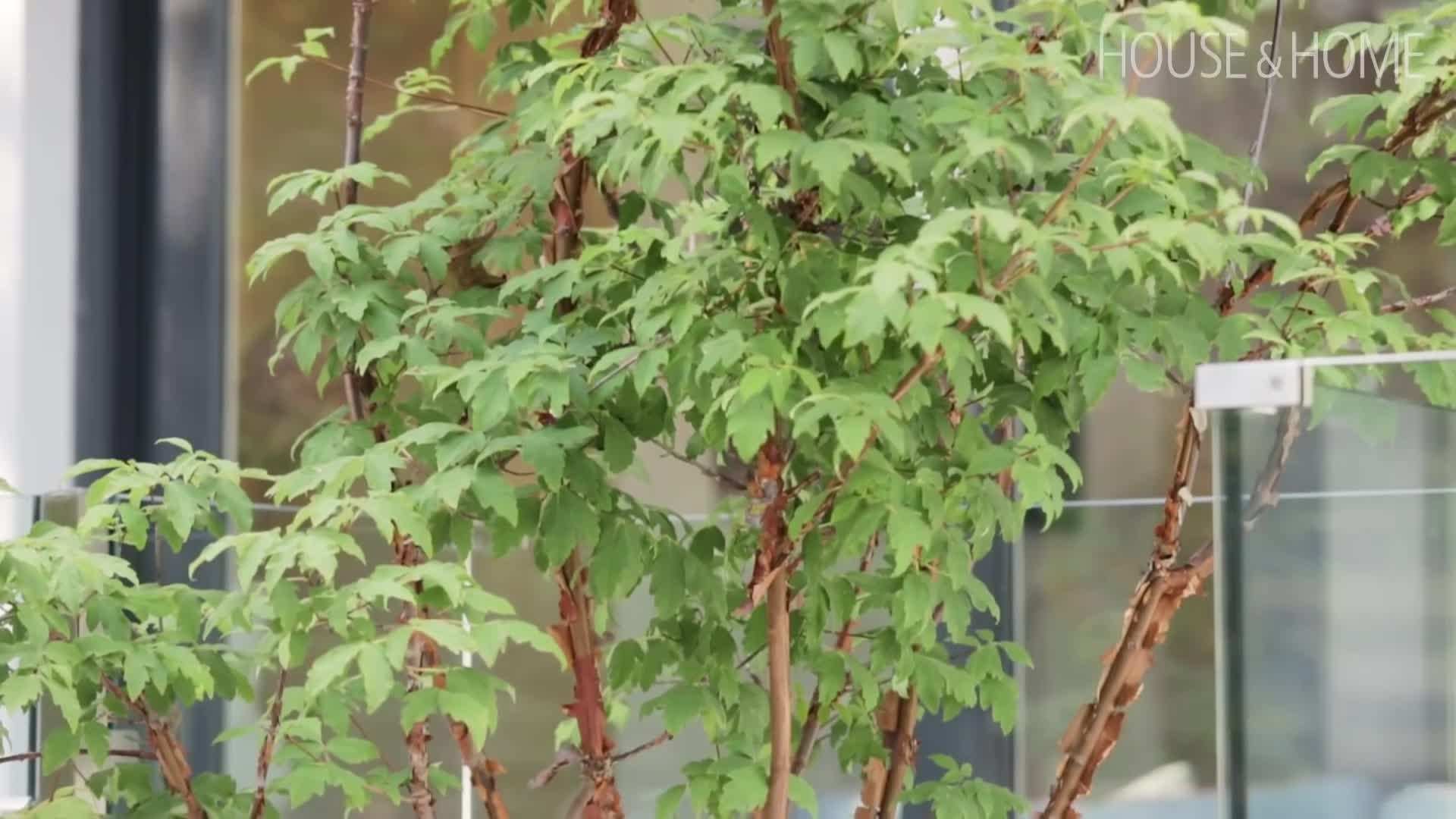 Sunken lounge area in the backyard