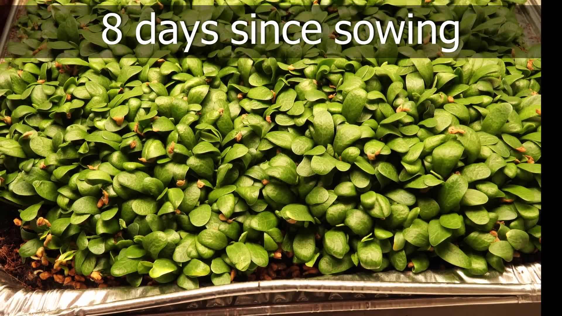 Germinating microgreen seeds