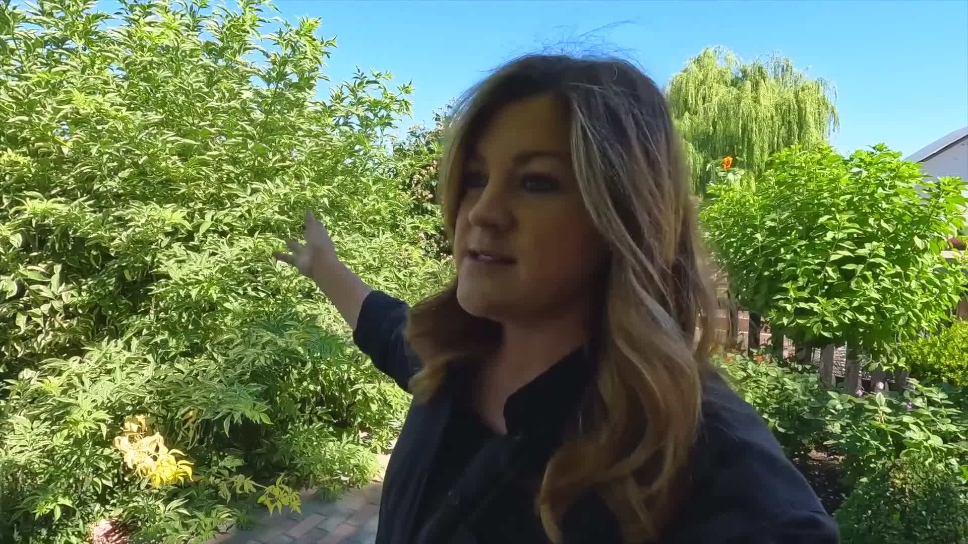 Before and after pruning an overgrown elderberry