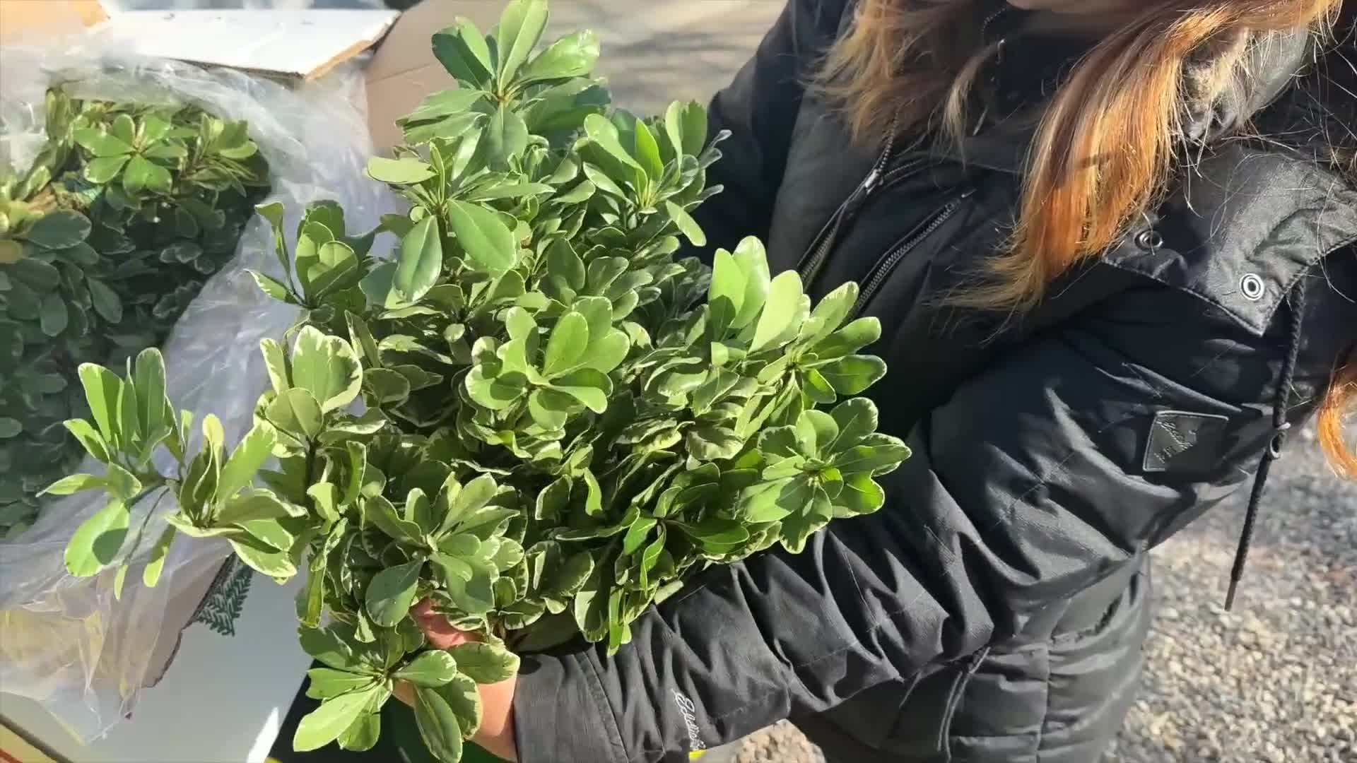 Combination of trailing and upright plants