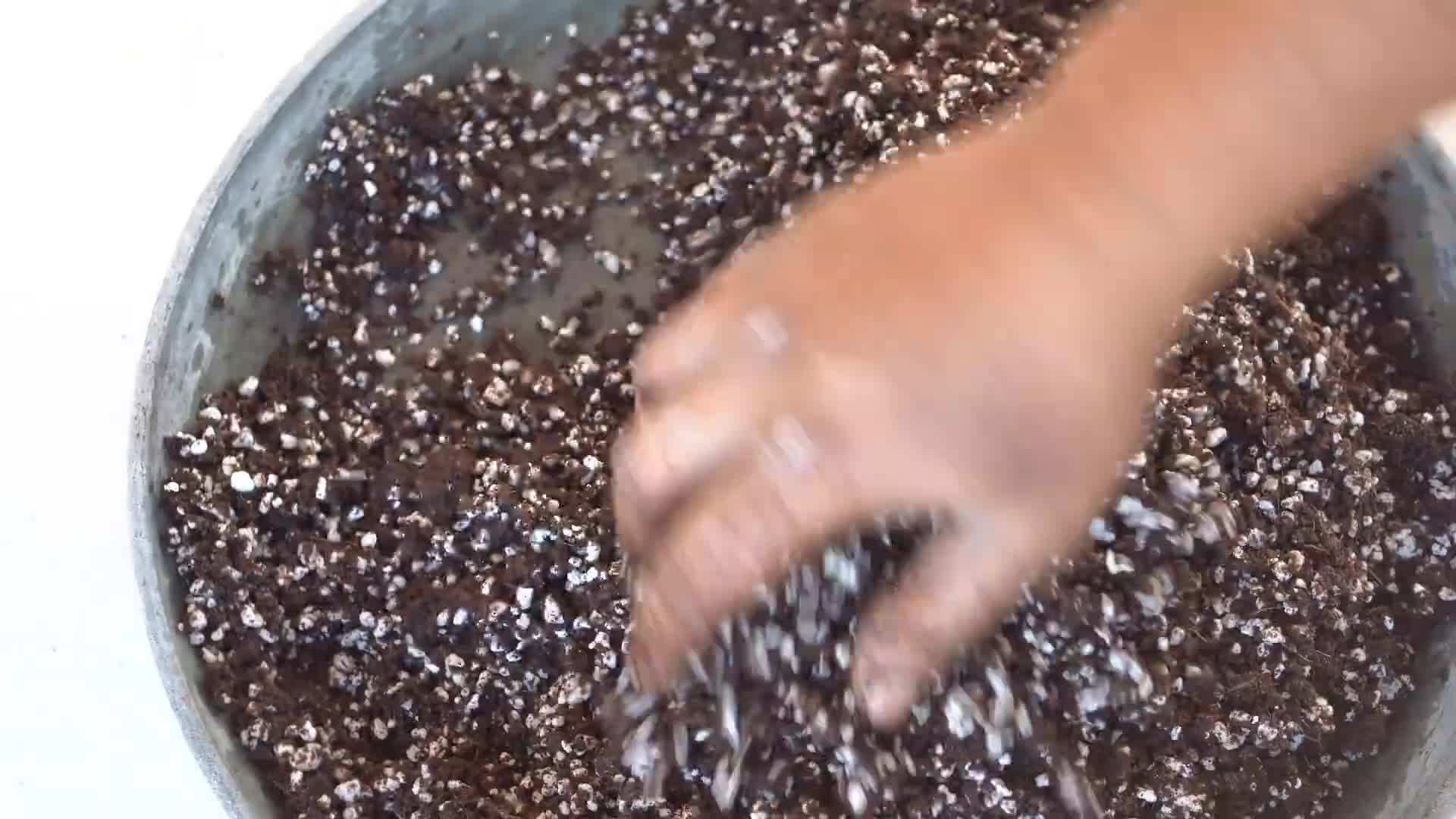Adding Fertilizer for Healthy Seedlings