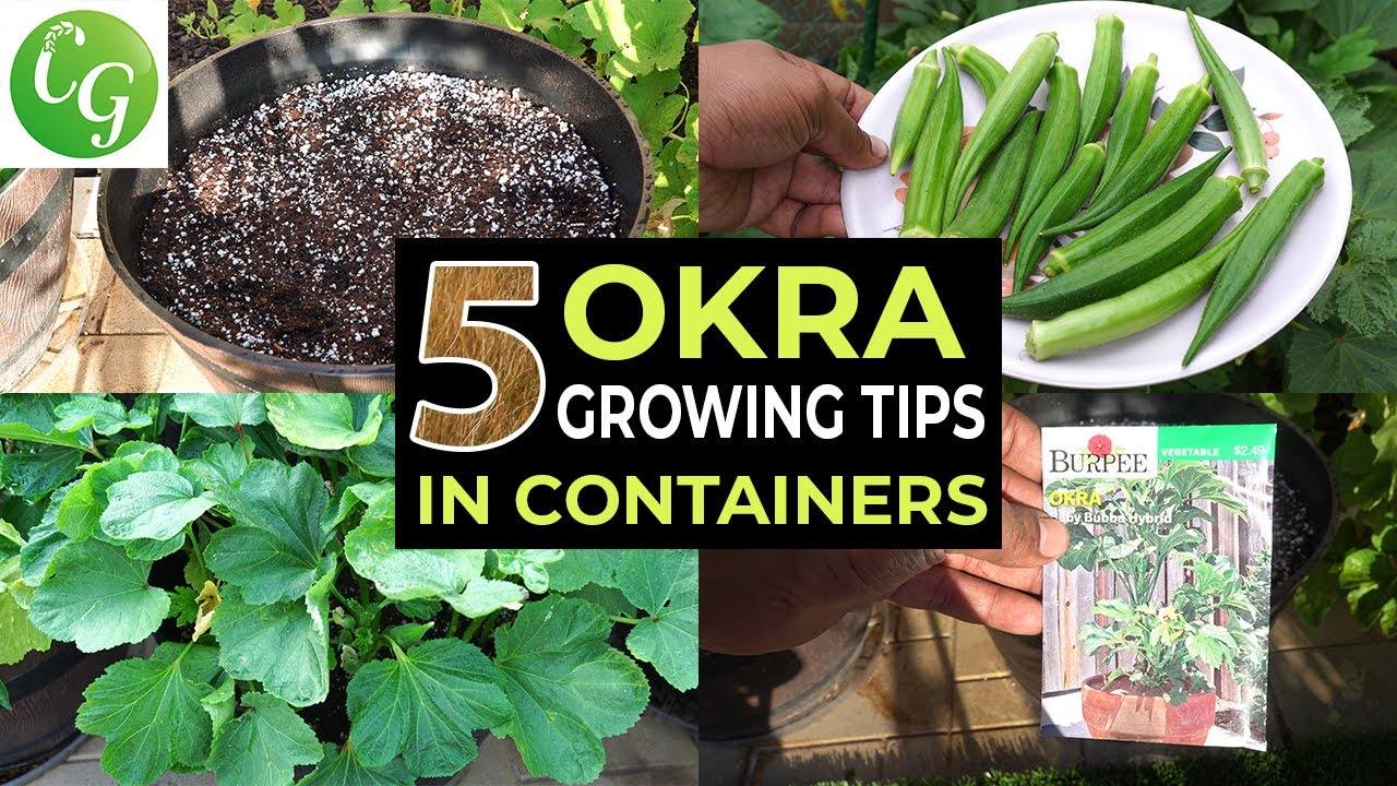 Top 5 Okra Growing Tips - How to Grow Okra in Containers and Get Lots of Okra - Baby Bubba Okra