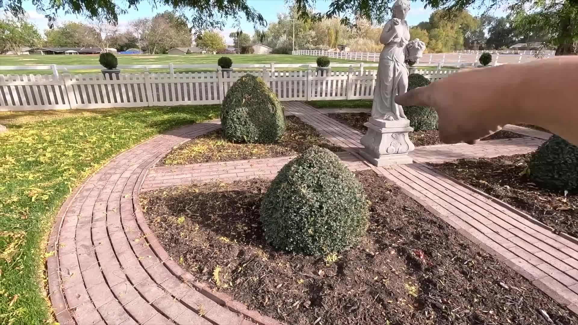 Beautiful allium and tulip blooms