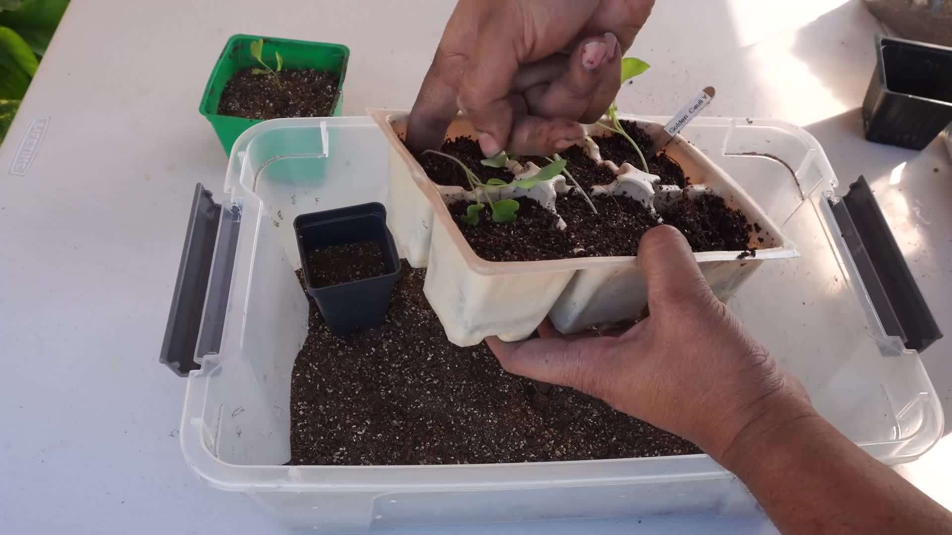 Transplanting Plants into the Garden