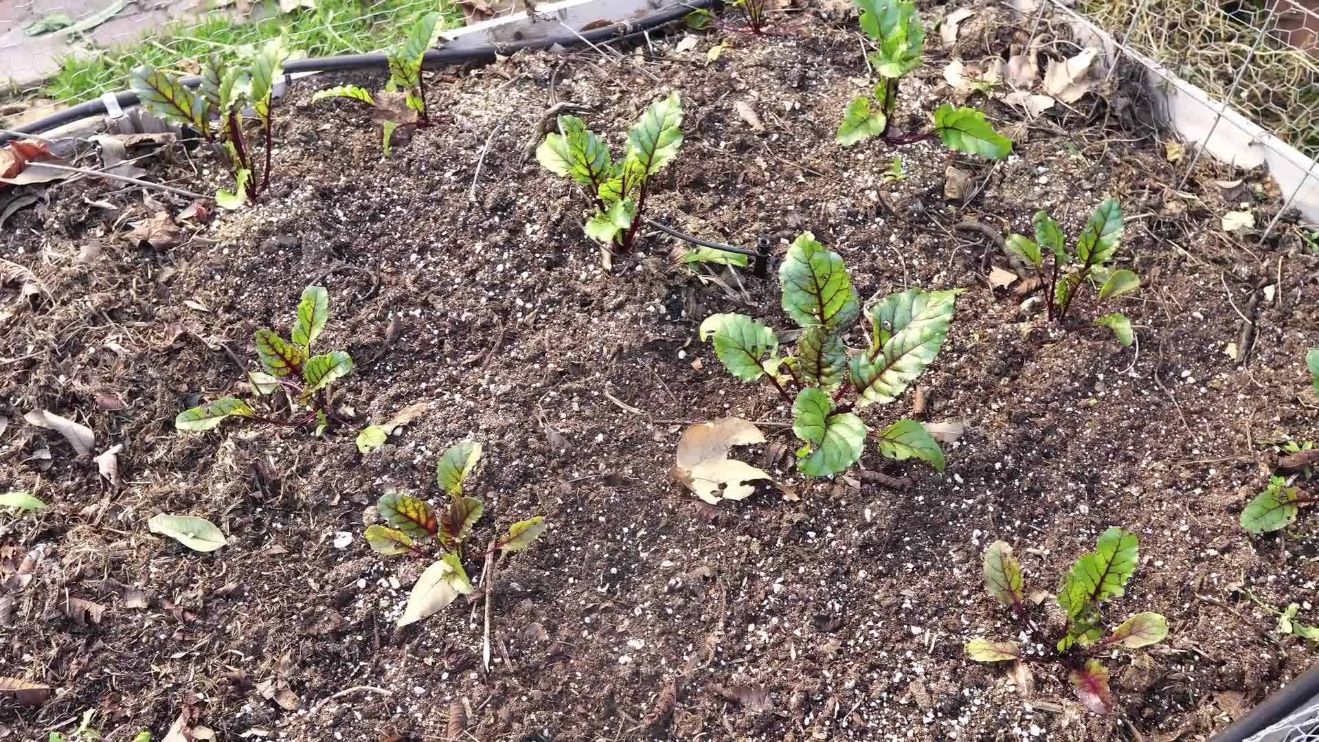 Thinning Out Beet Seedlings