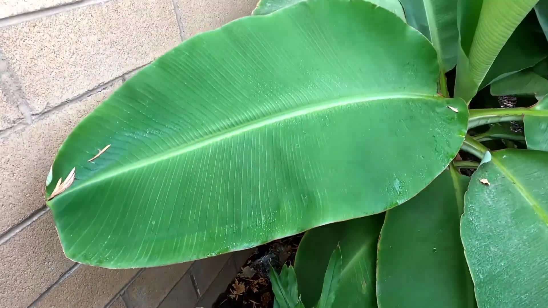 Illustration of different fruit tree varieties