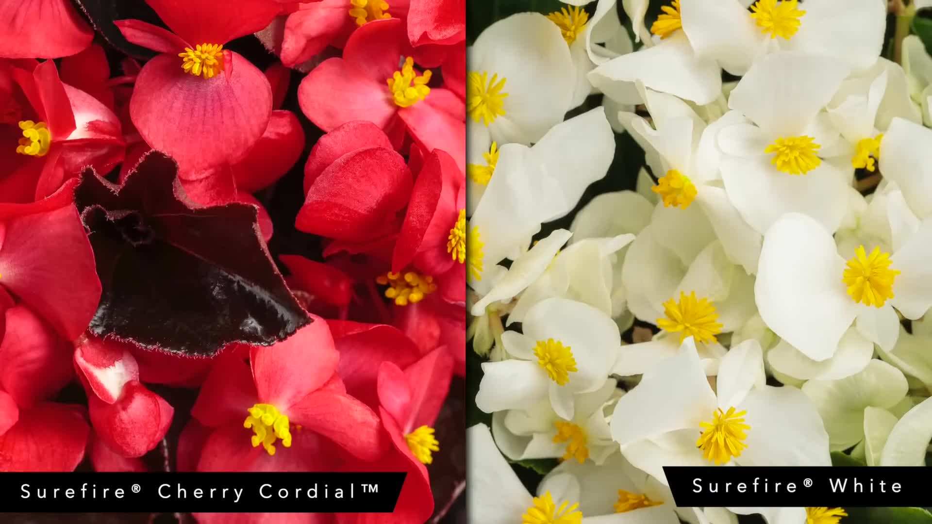 Container arrangement featuring Supertunia Mini Vista Yellow